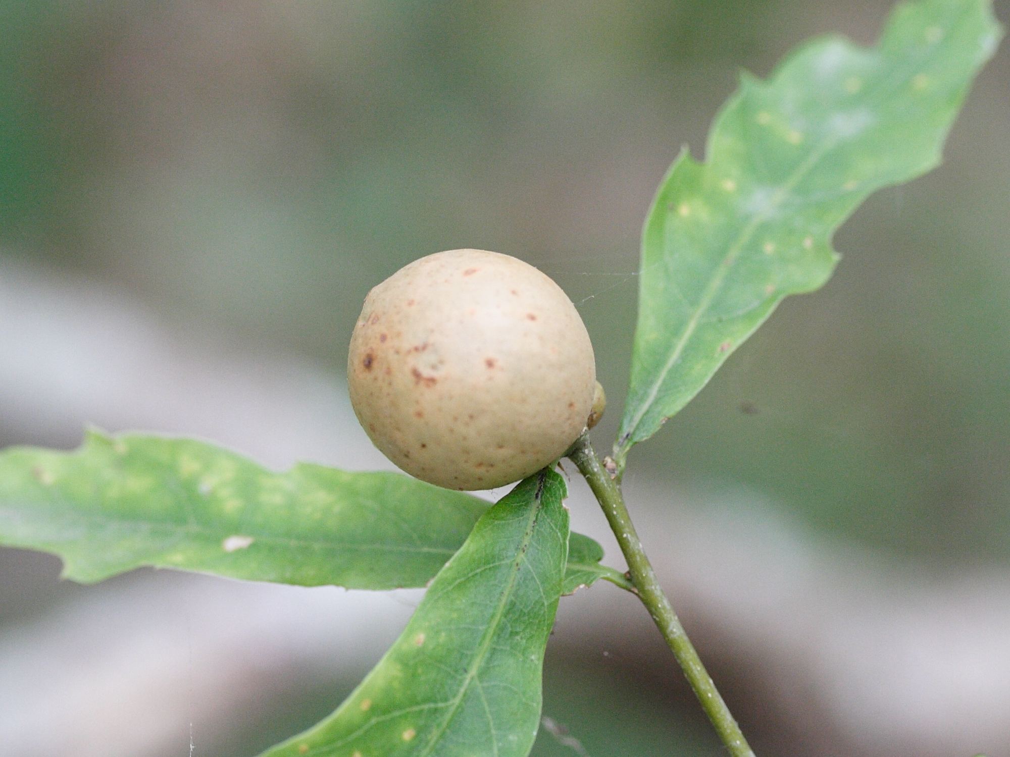 andricus_kollari_galle1md