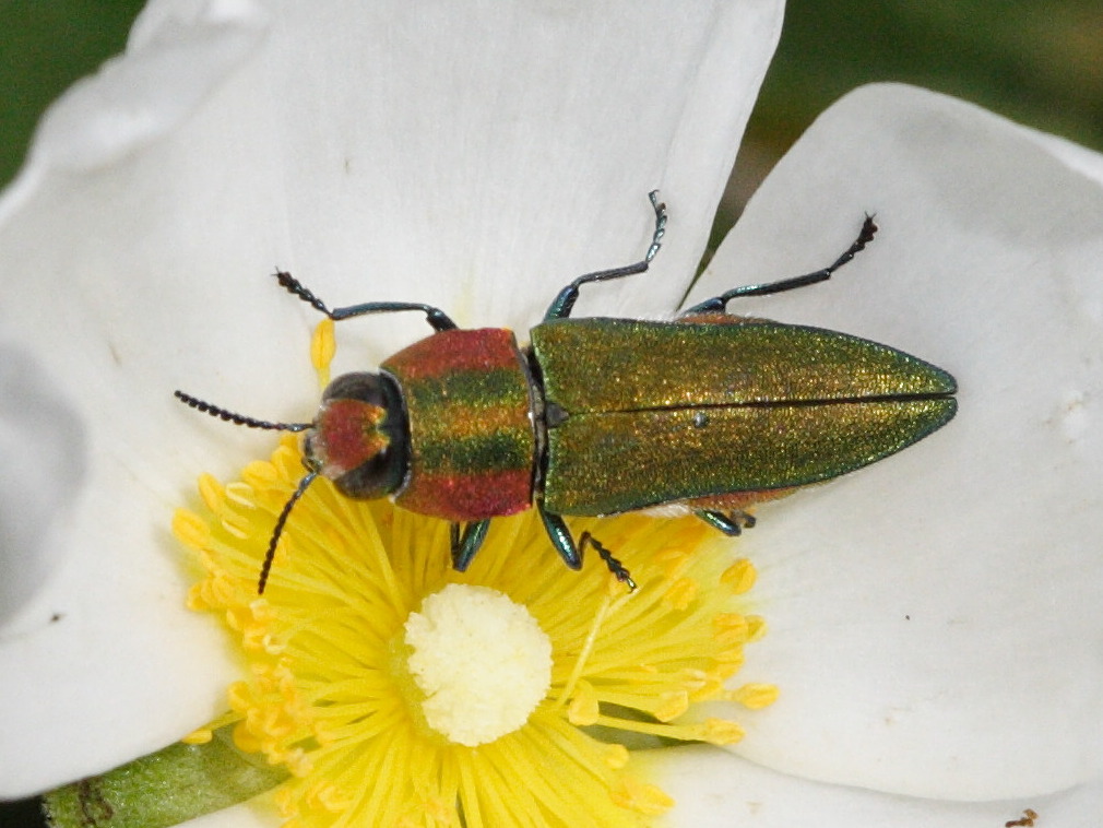 anthaxia_hungarica1md