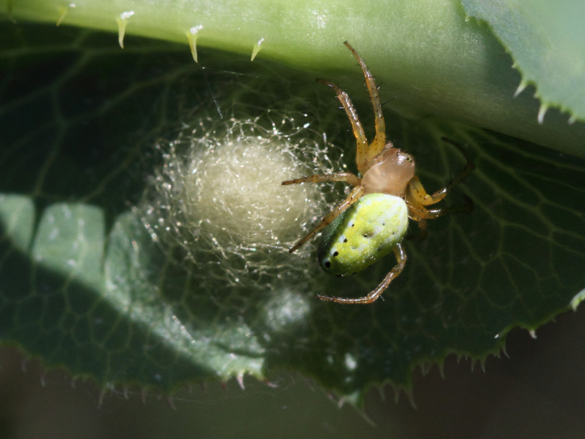 araniella_cucurbitina8bd