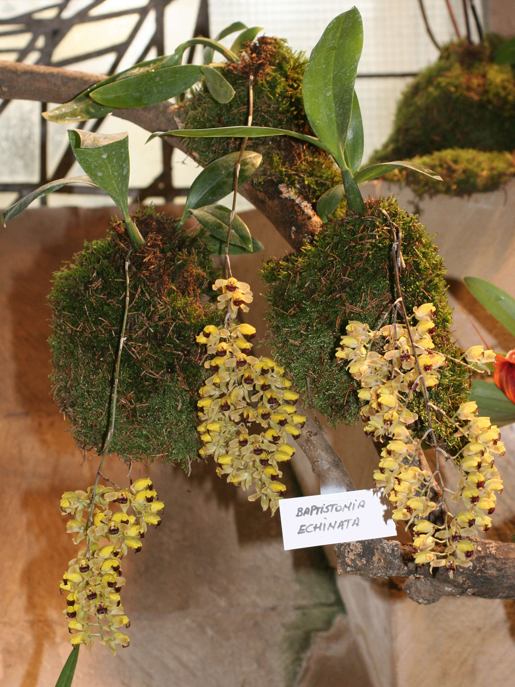 baptistonia_echinata2md