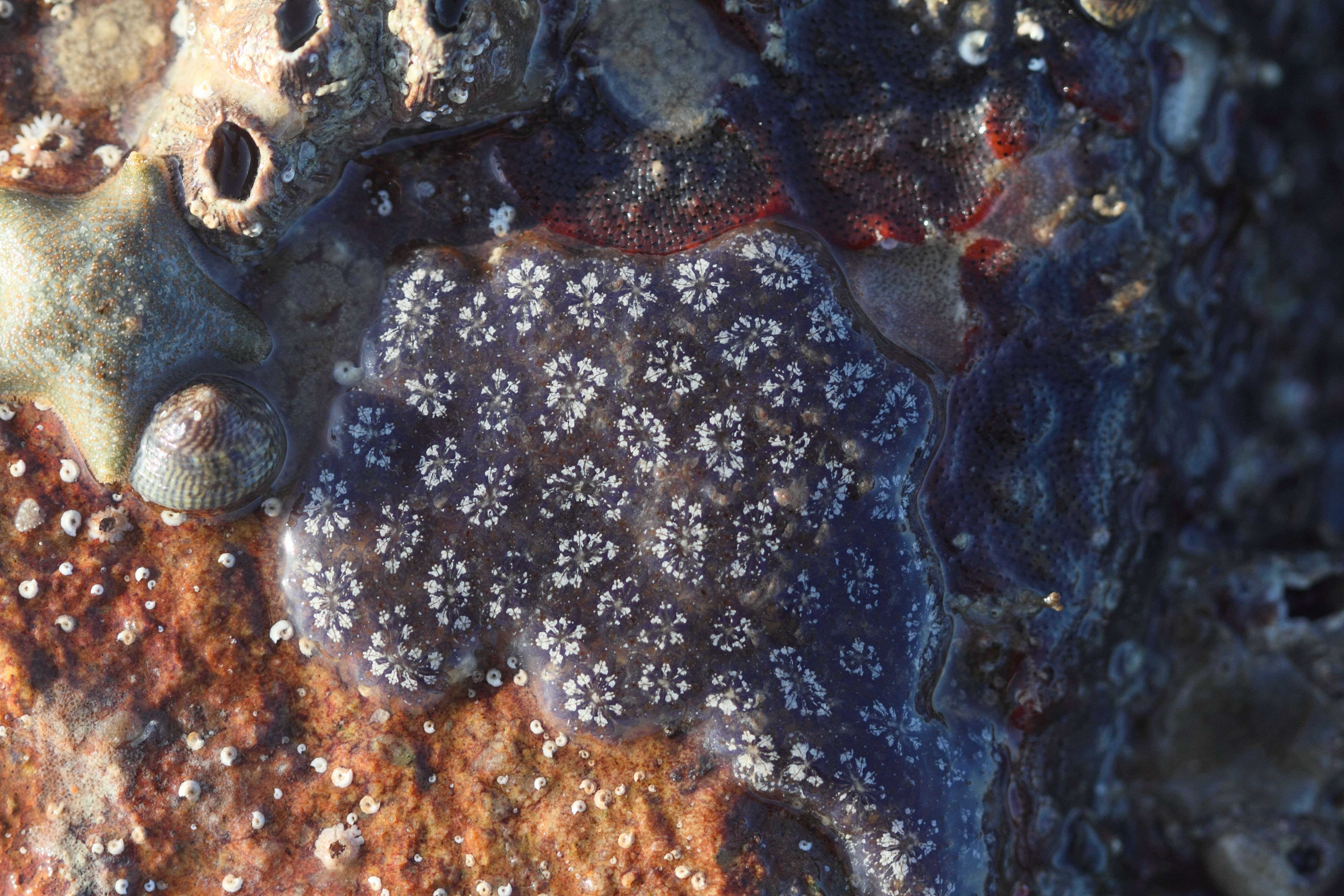 Afficher le média botryllus_schlosseri3bd botryllus_schlosseri3bd