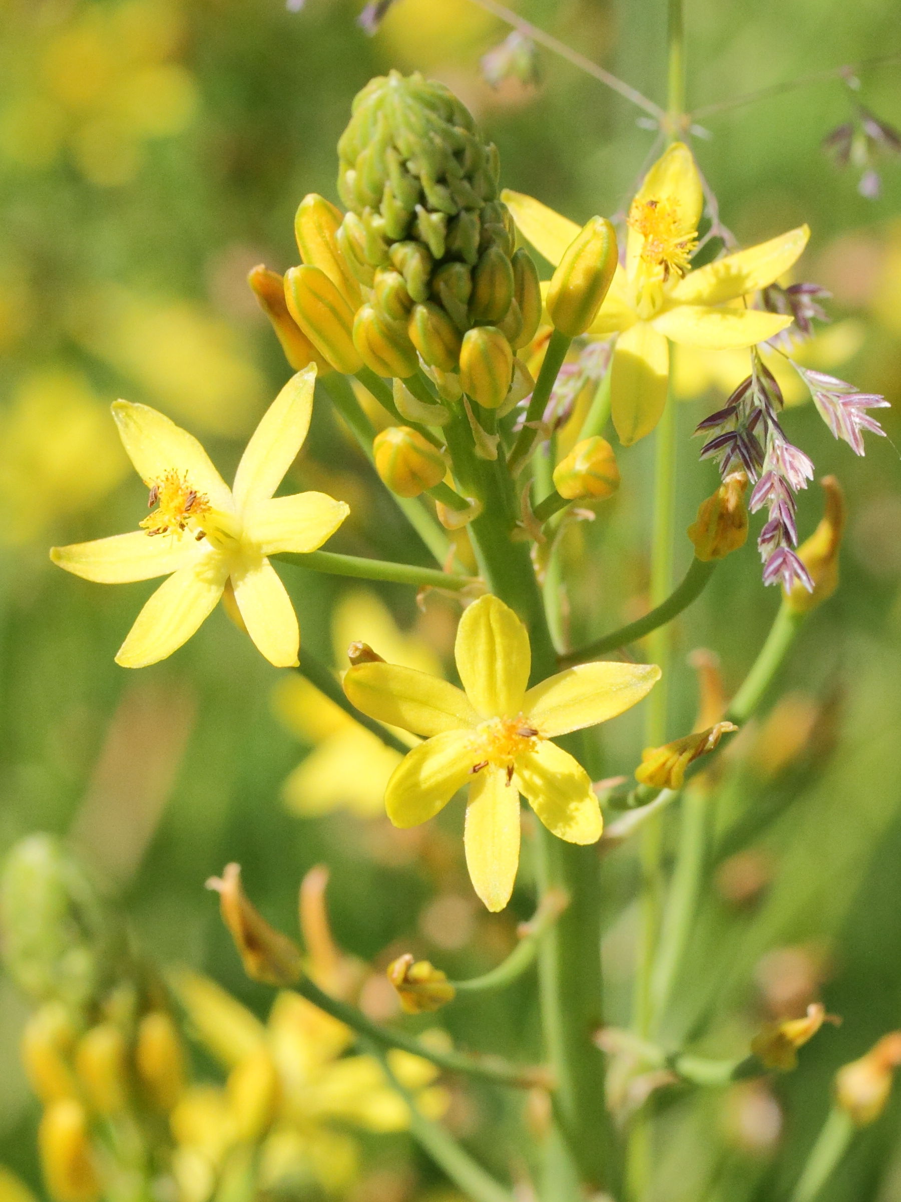 bulbine_semibarbata2md