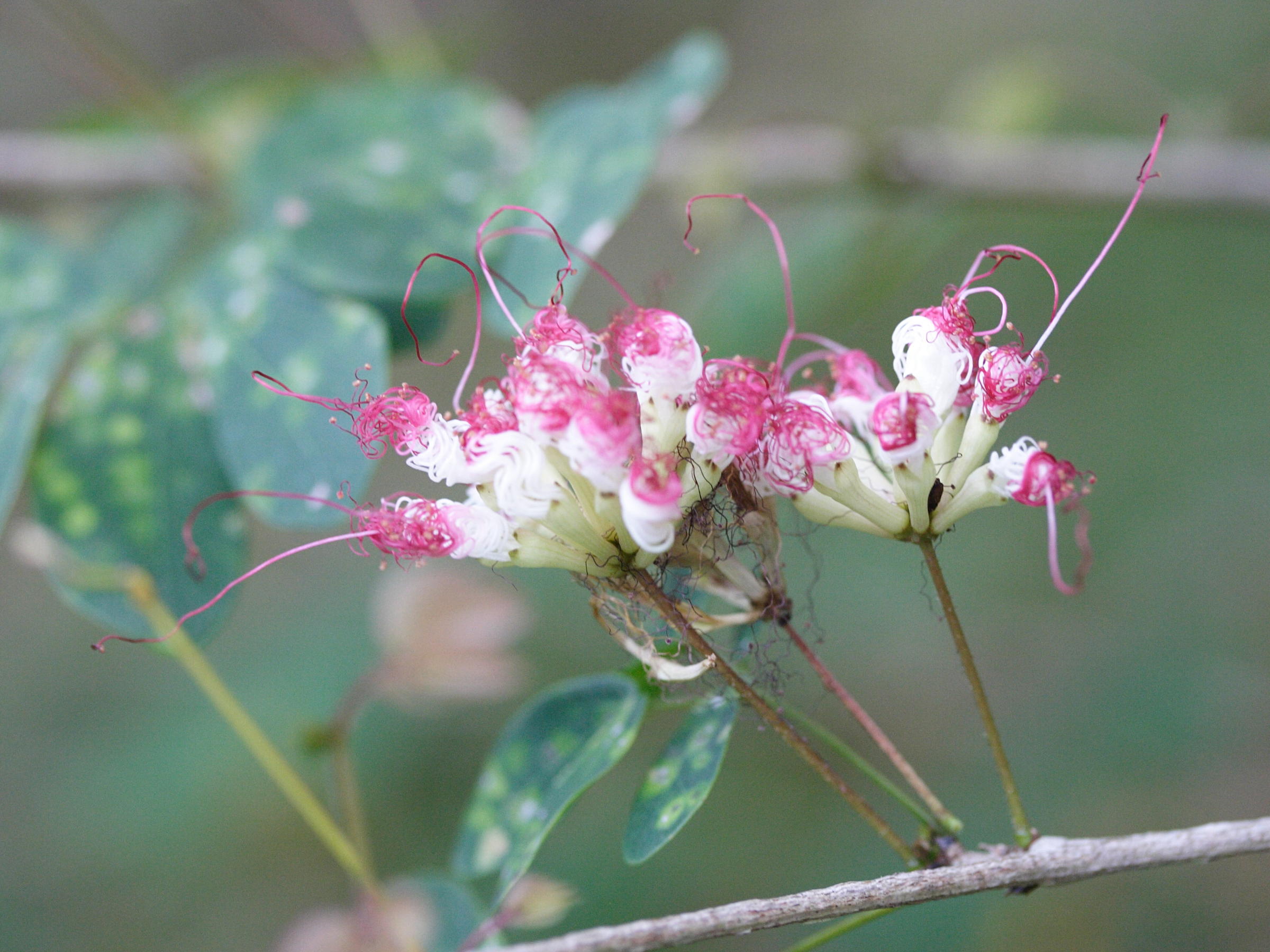 Afficher le média calliandra_tergemina1md calliandra_tergemina1md