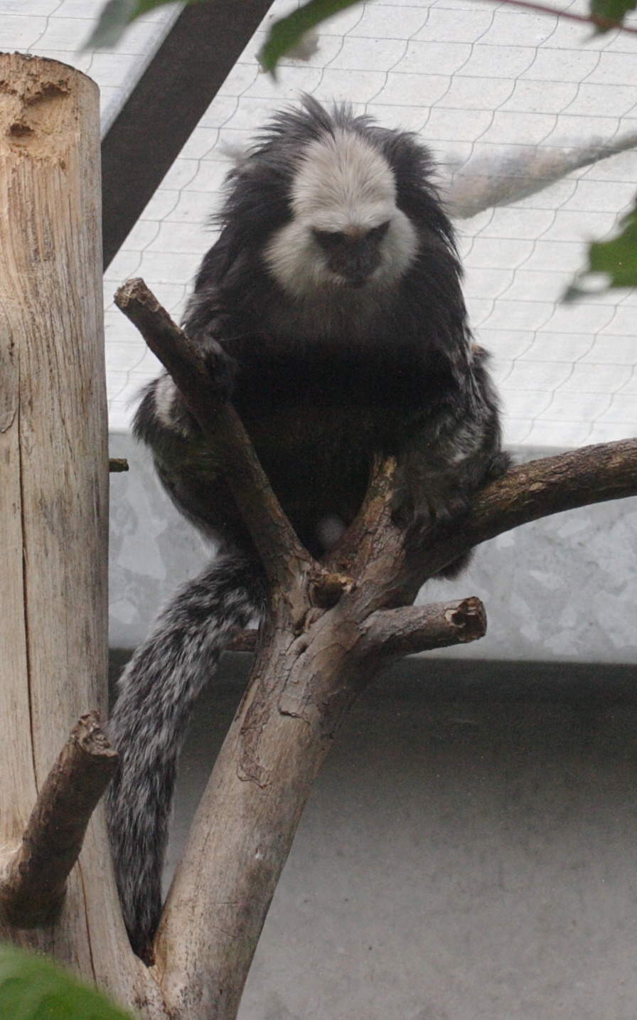 callithrix_geoffroyi1bd