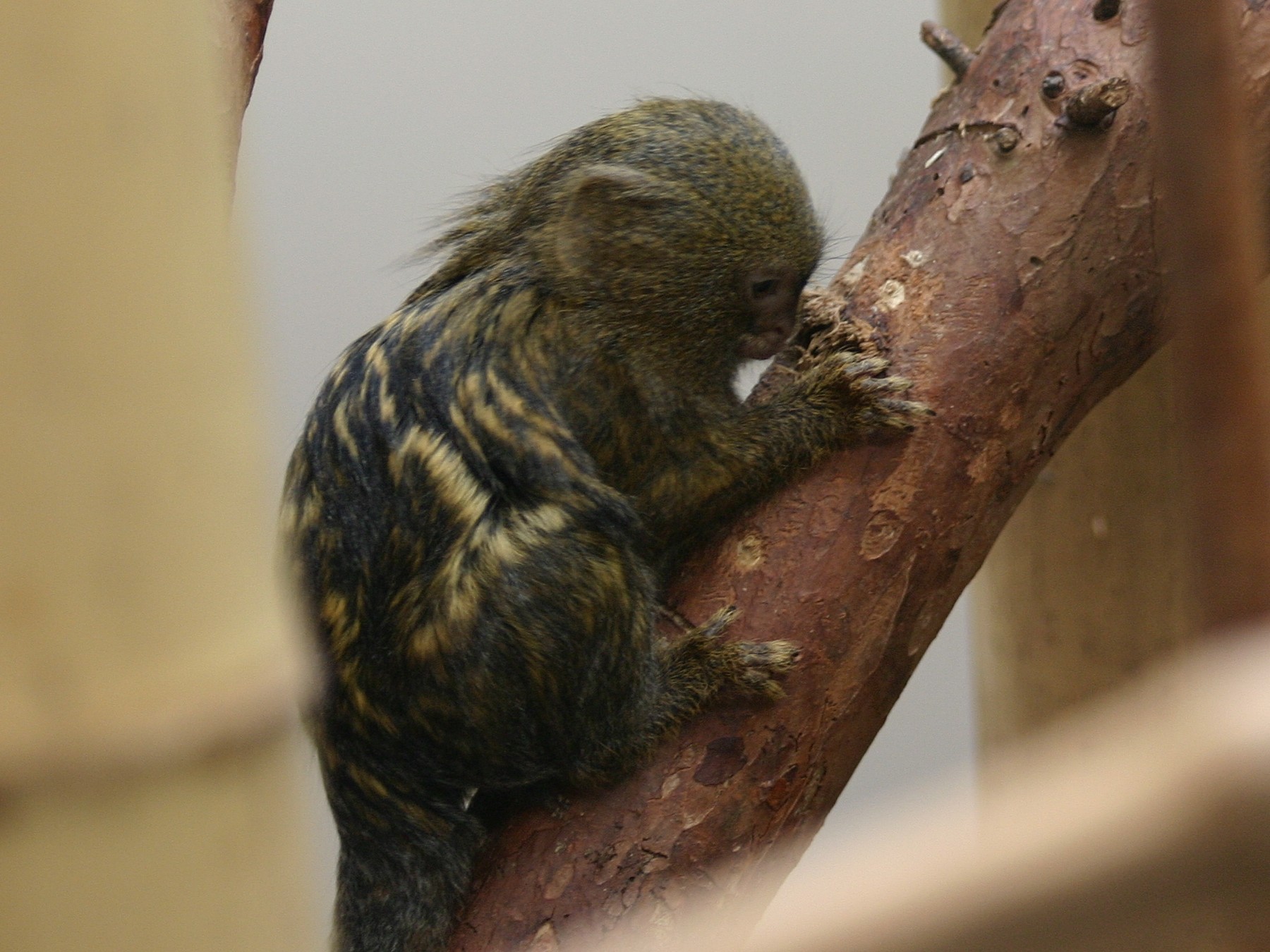 callithrix_pygmaea2sd