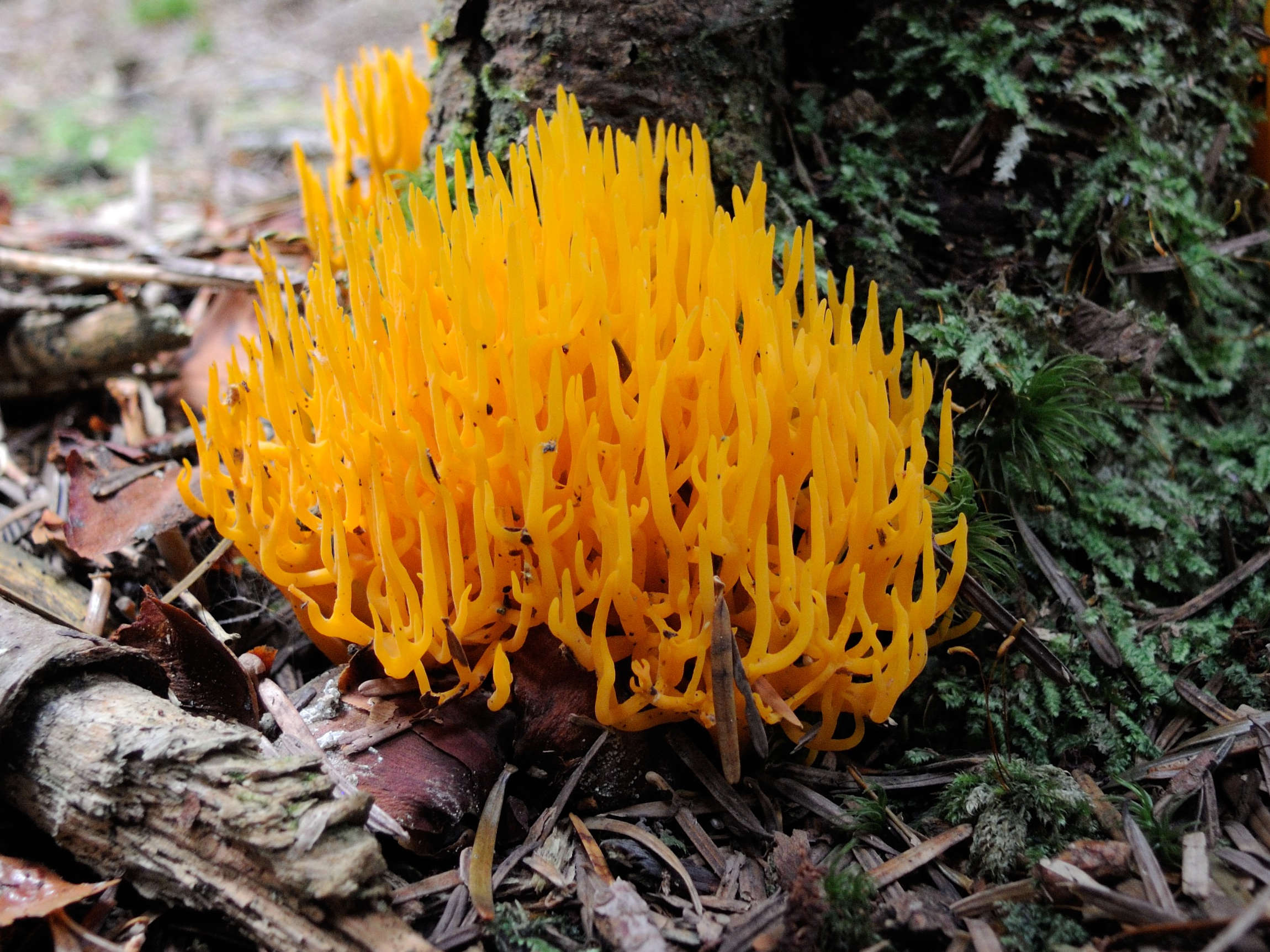 Afficher le média calocera_viscosa3md calocera_viscosa3md