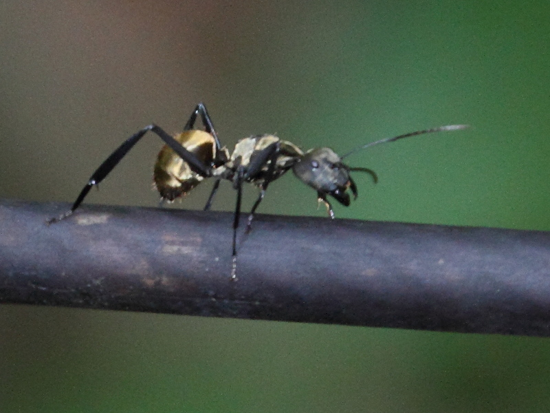 Afficher le média camponotus_sericeiventris2md camponotus_sericeiventris2md