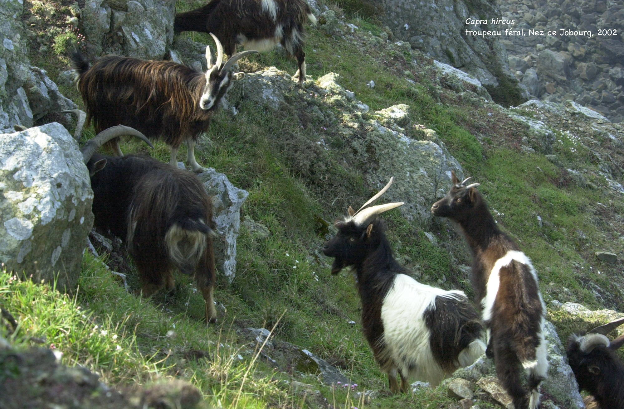 capra_hircus_feral1md