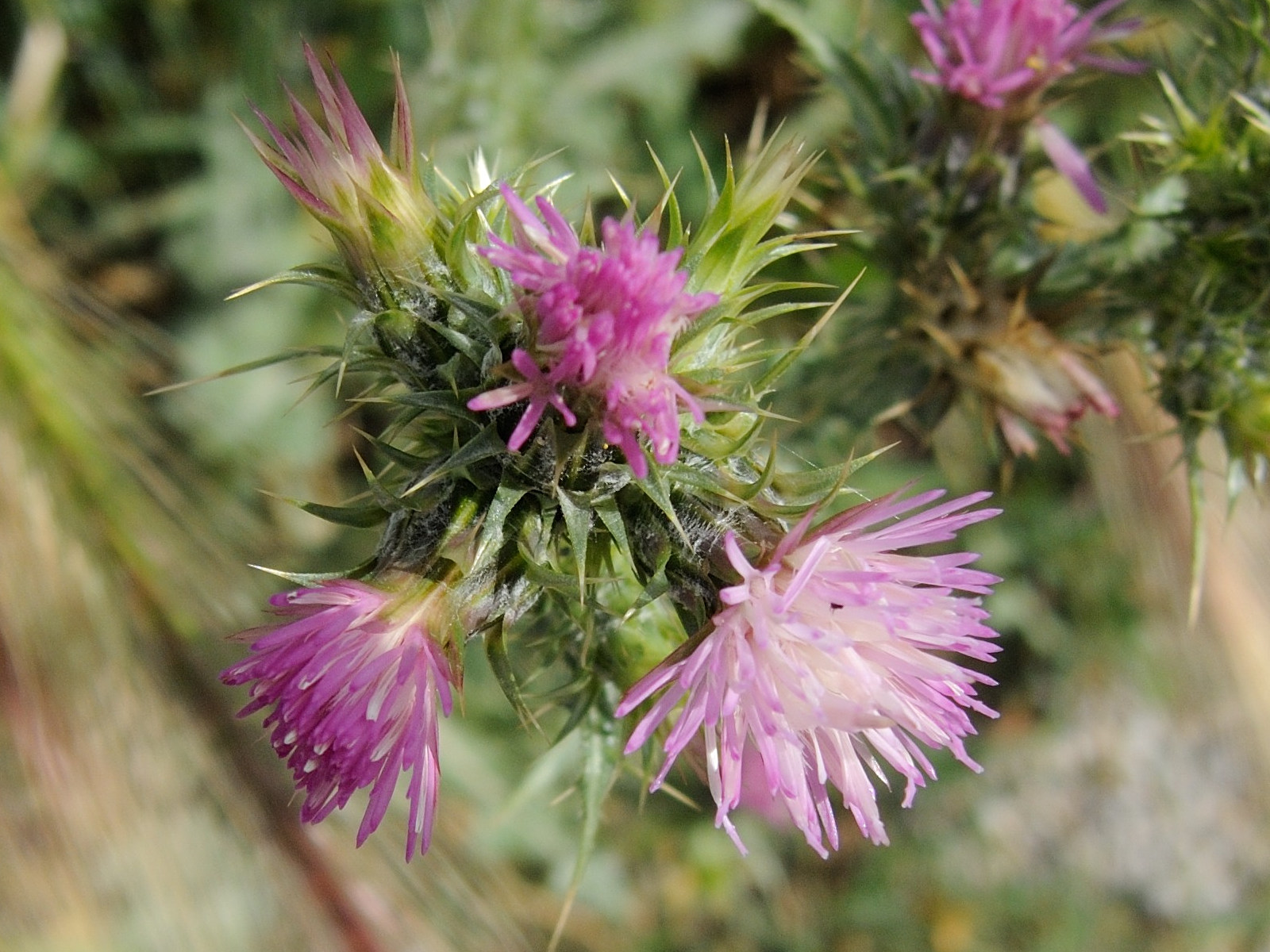 carduus_pycnocephalus3md