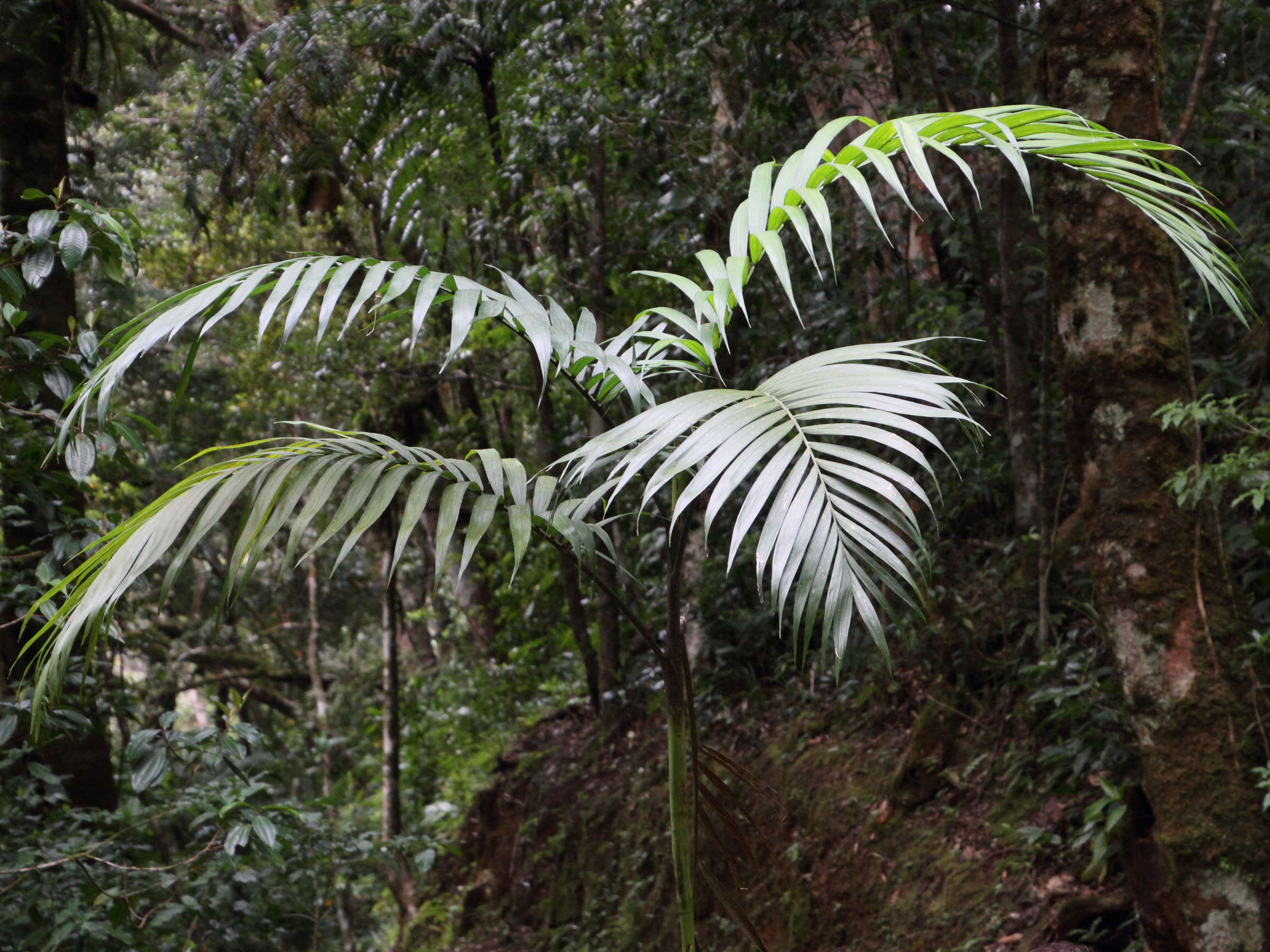 chamaedorea_costaricana2md