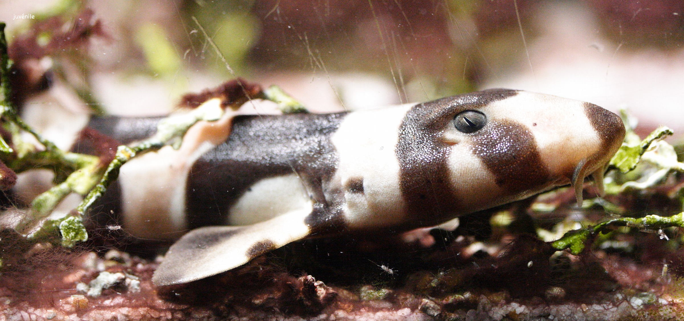 chiloscyllium_punctatum1md