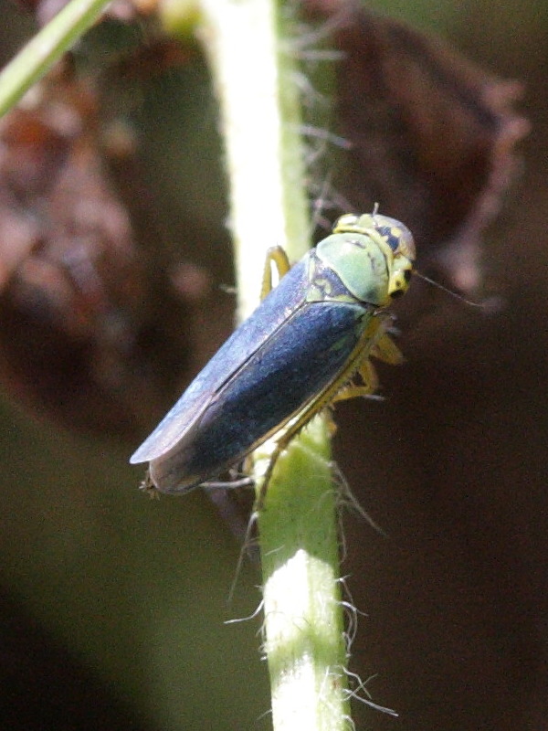 cicadella_viridis4bd