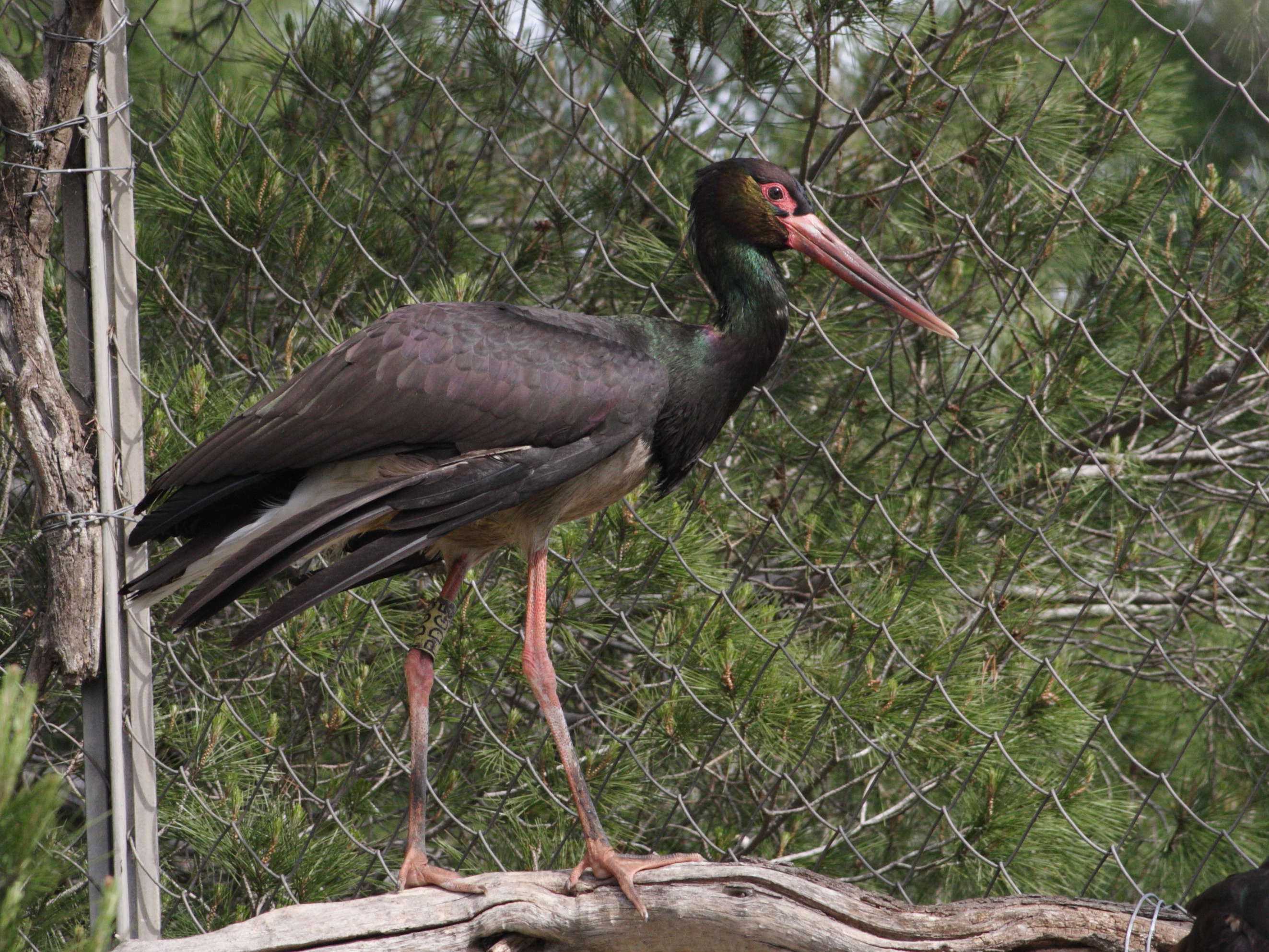 cigogne_noire_-_ciconia_nigra1md