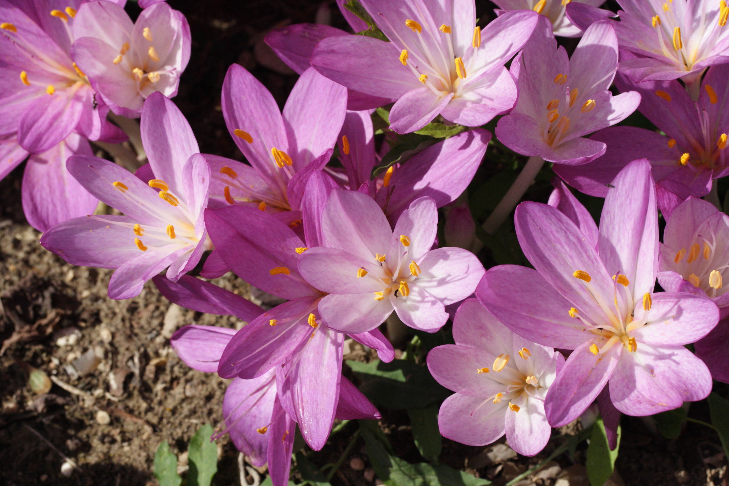 colchicum_cilicicum2md