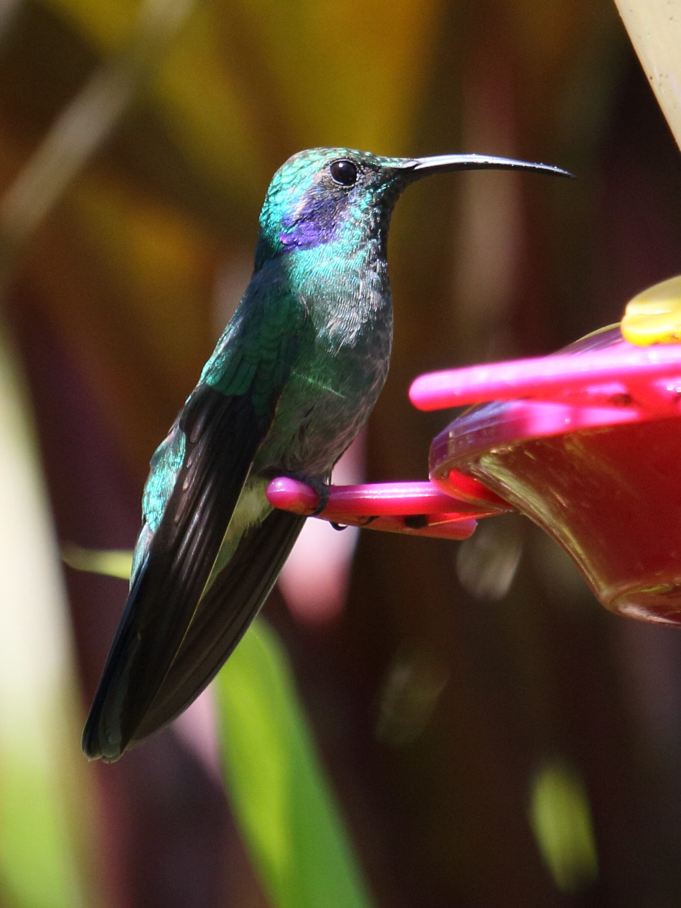 colibri_thalassin_-_colibri_thalassinus1bd