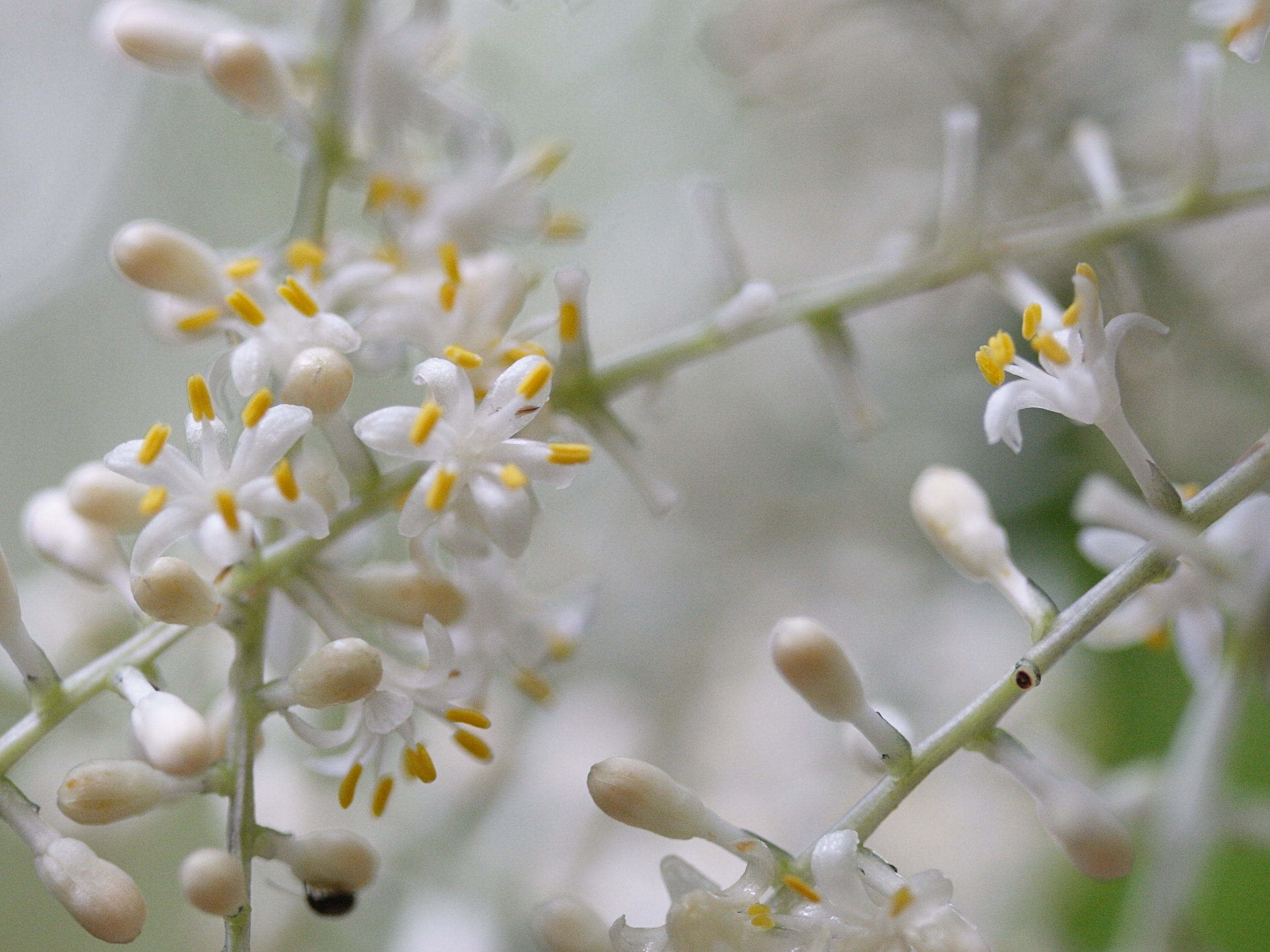 cordyline_mauritiana3md