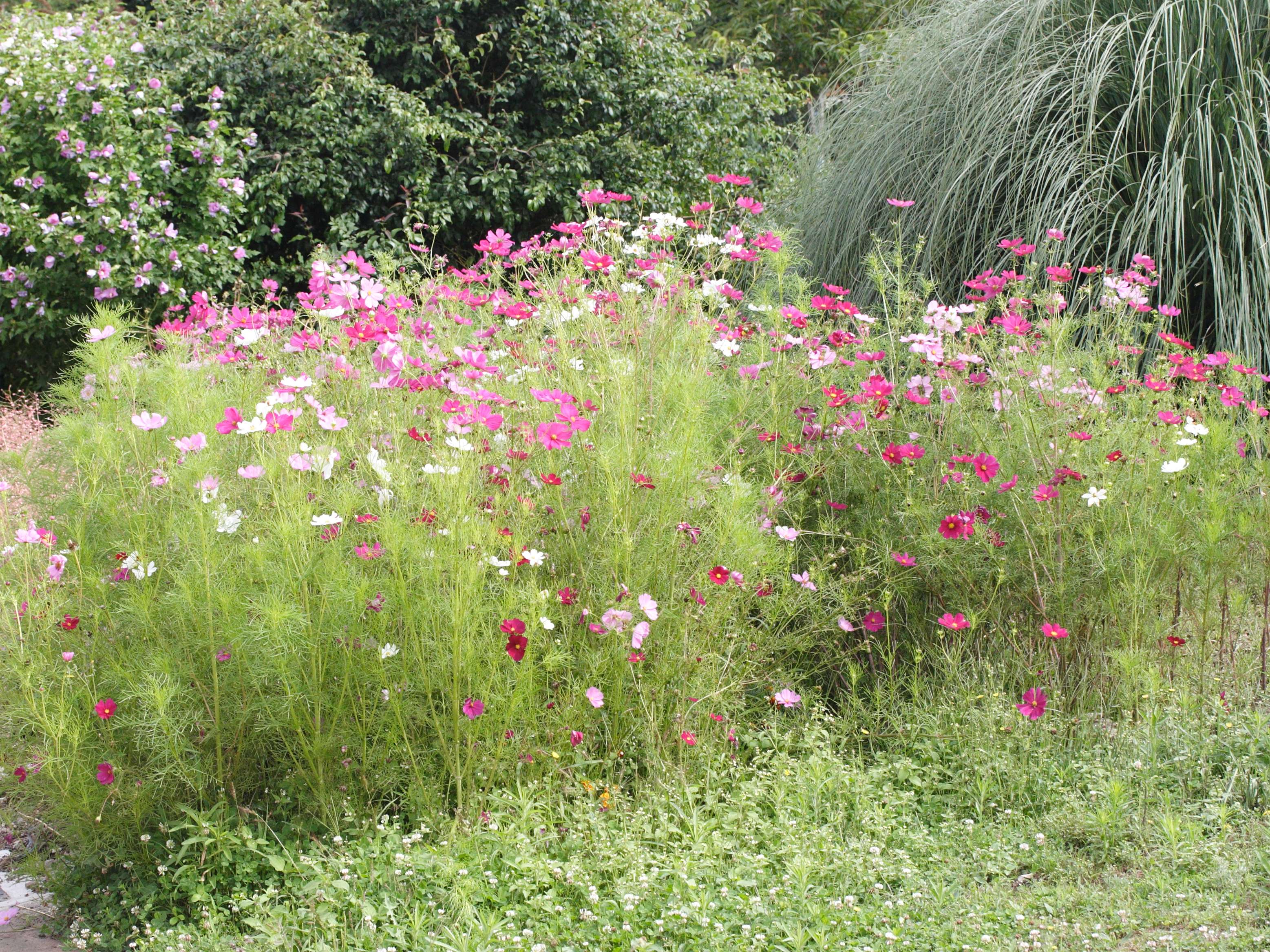 cosmos_bipinnatus1md