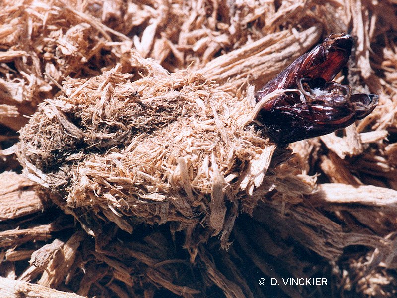 cossus_cossus_nymphe1dv