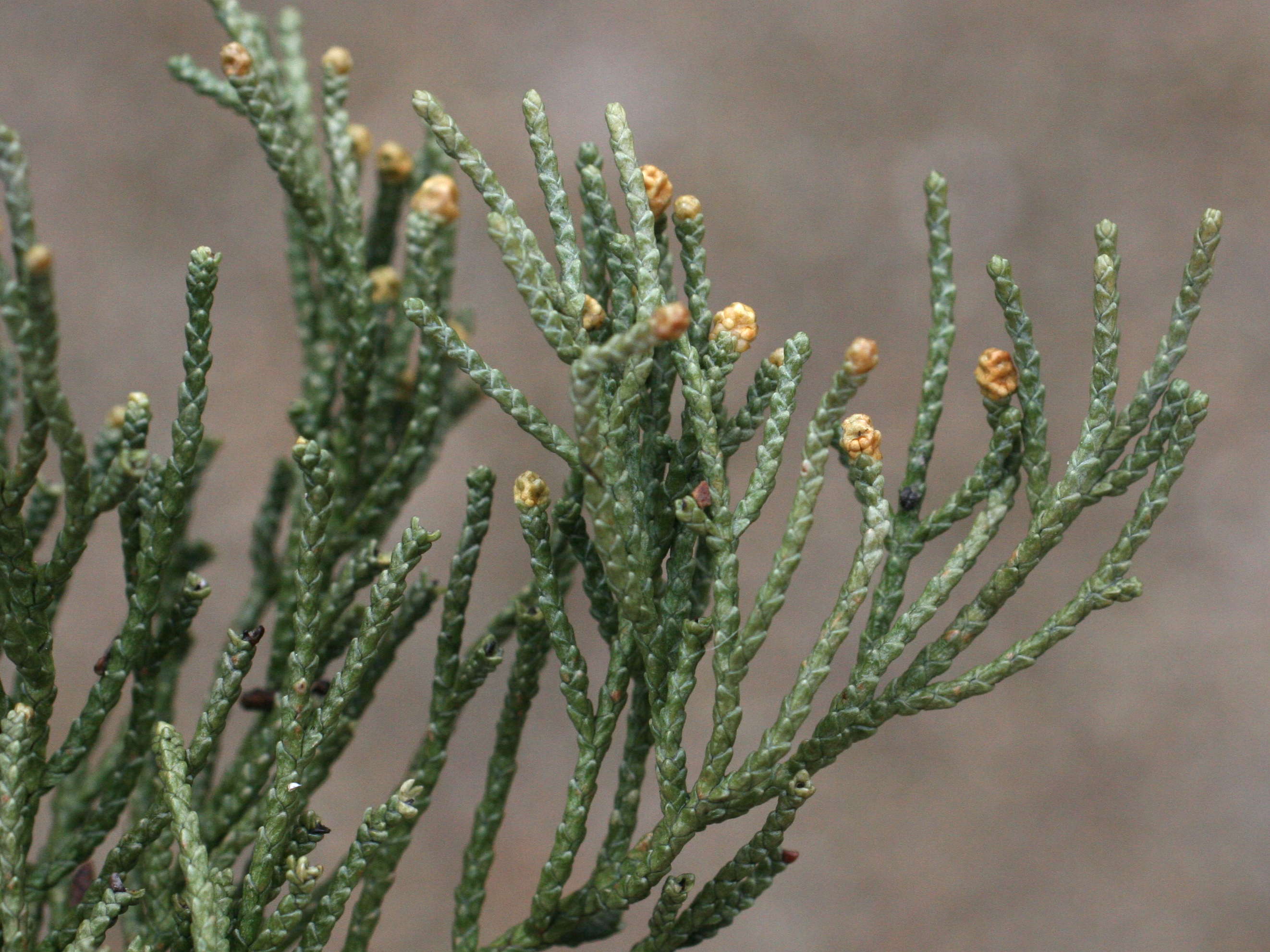 Afficher le média cupressus_macrocarpa5md cupressus_macrocarpa5md