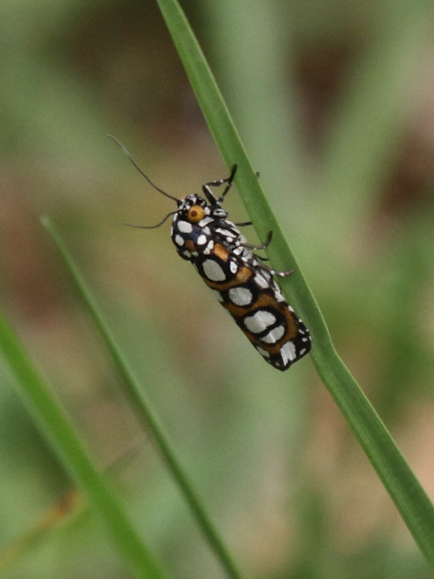 cydosia_nobilitella1bd