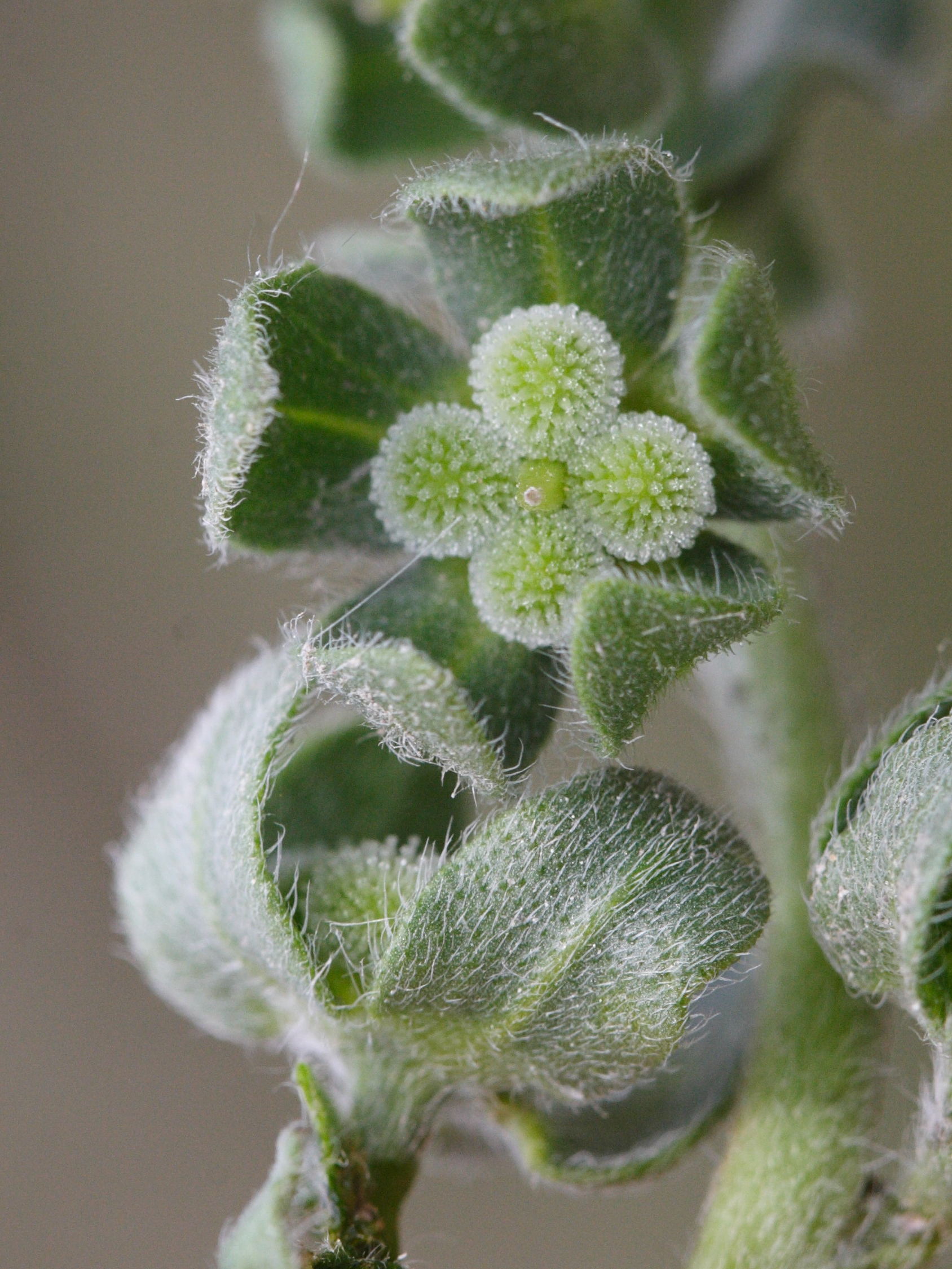 Afficher le média cynoglossum_creticum5md cynoglossum_creticum5md