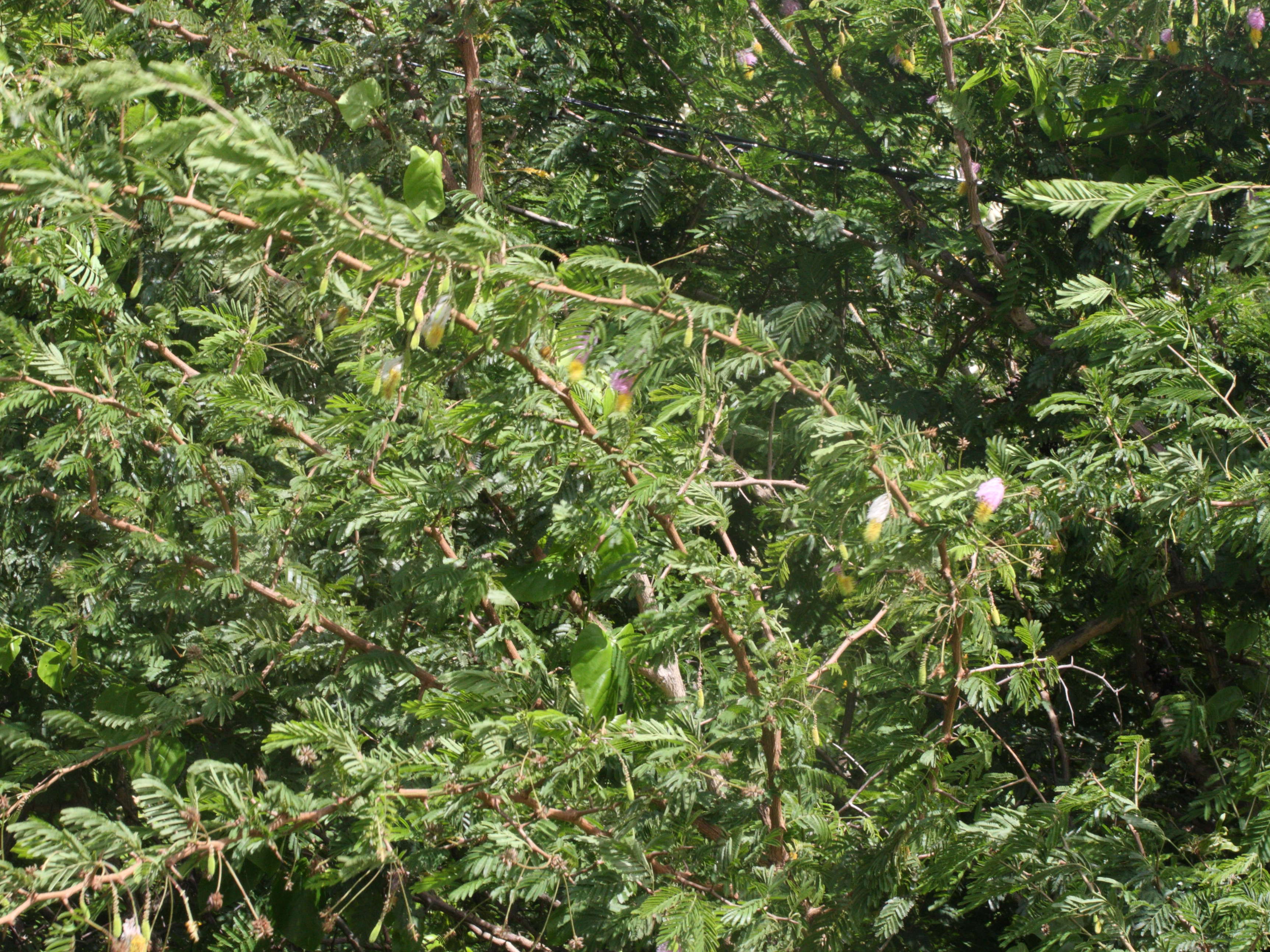 dichrostachys_cinerea2md