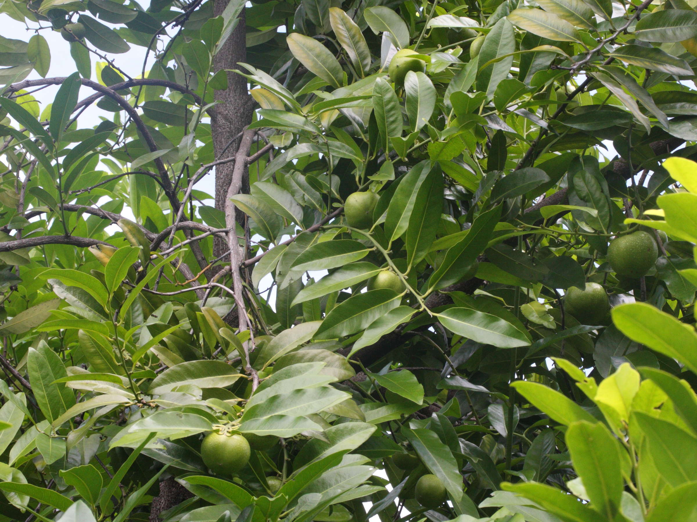 Afficher le média diospyros_digyna1md diospyros_digyna1md