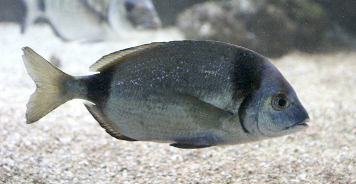 diplodus_vulgaris1md