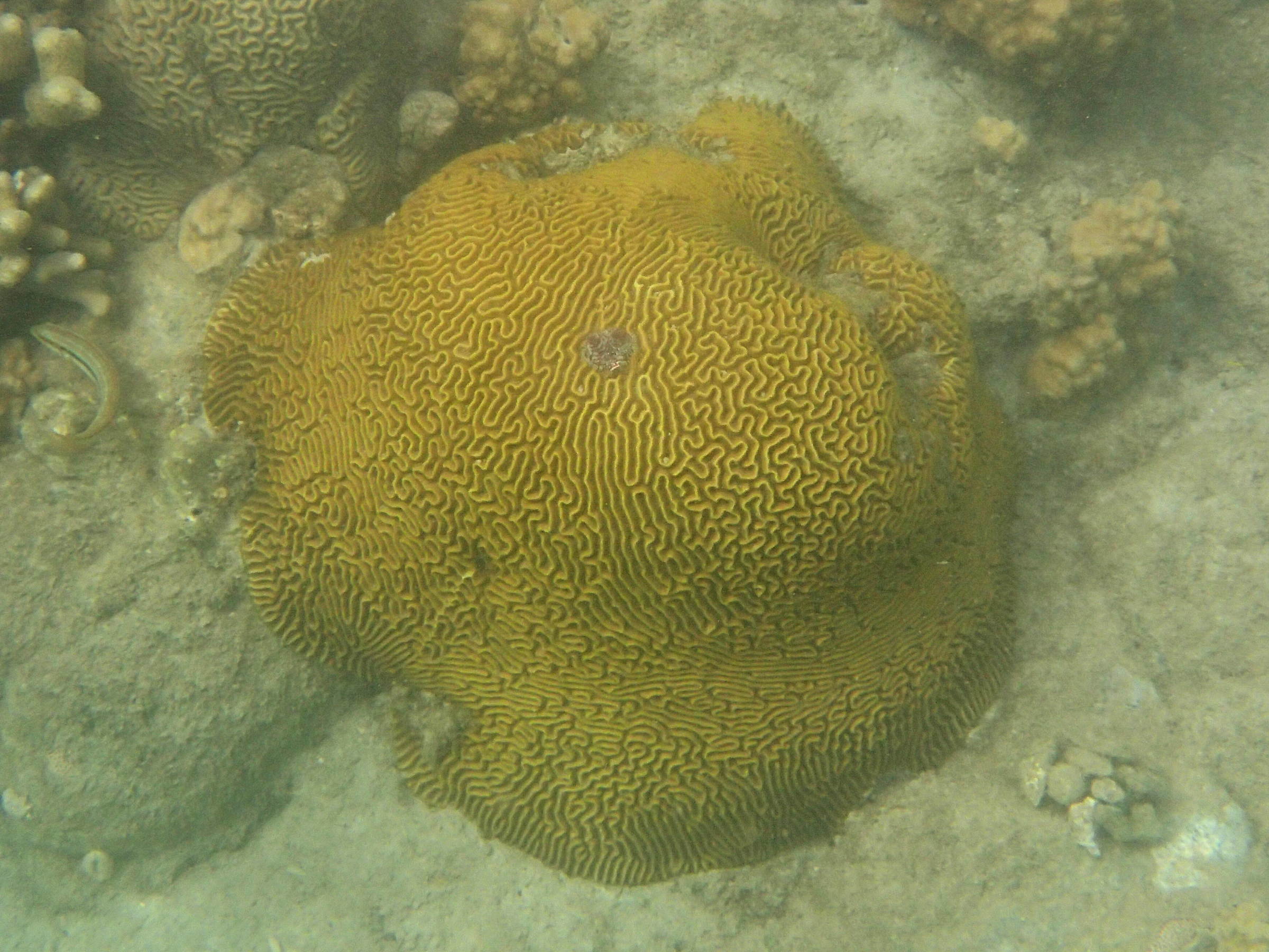 diploria_strigosa2sd