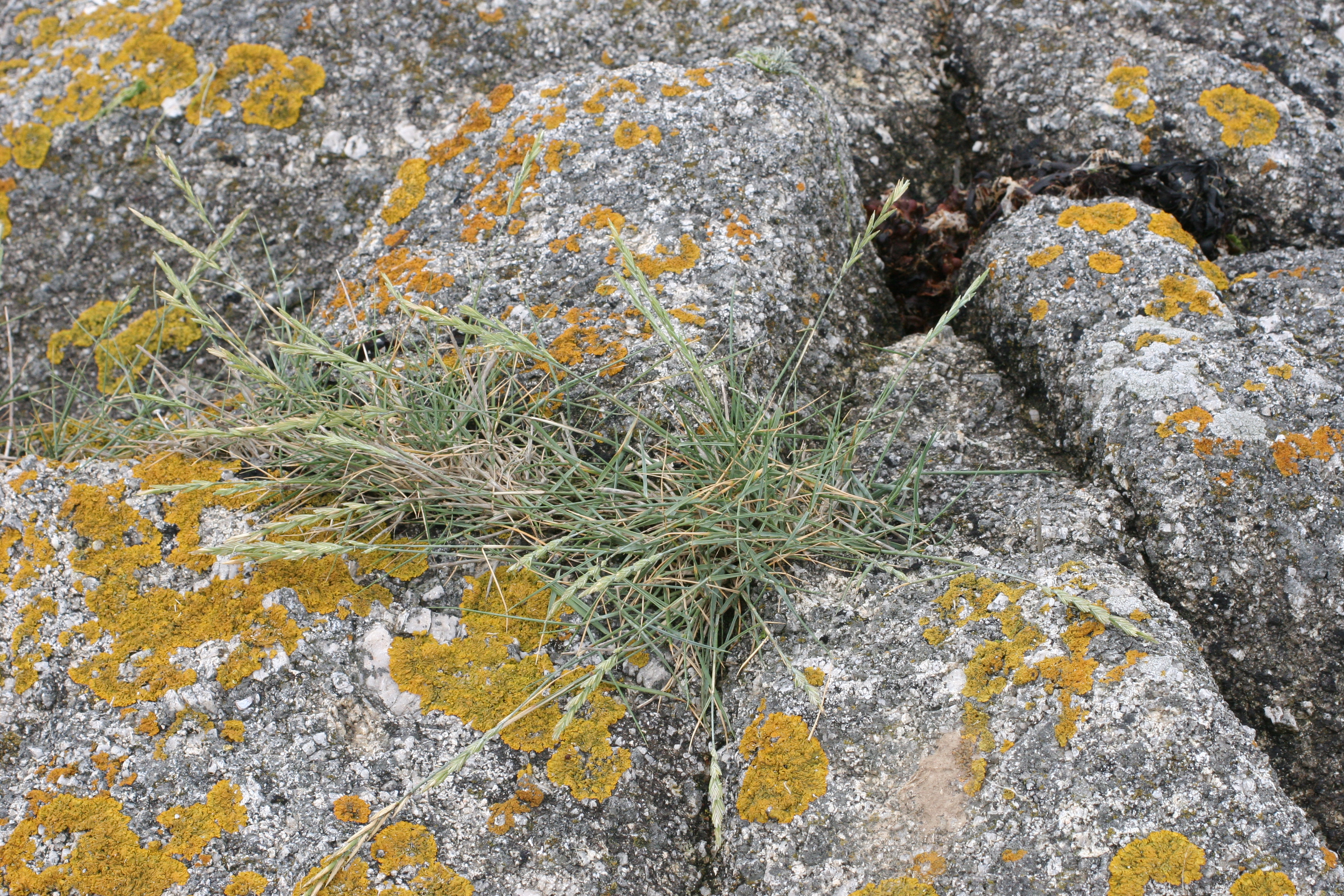 elytrigia_repens_repens1md