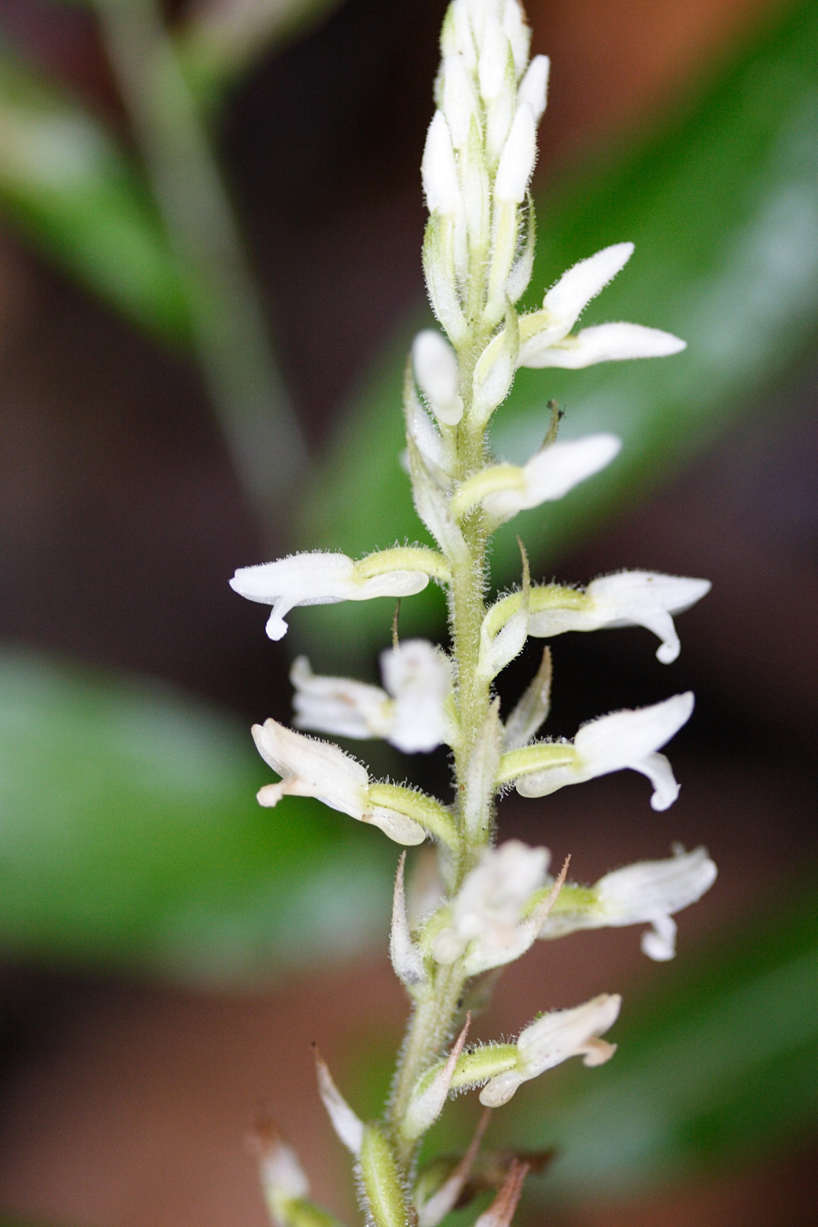 erythrodes_plantaginea2md