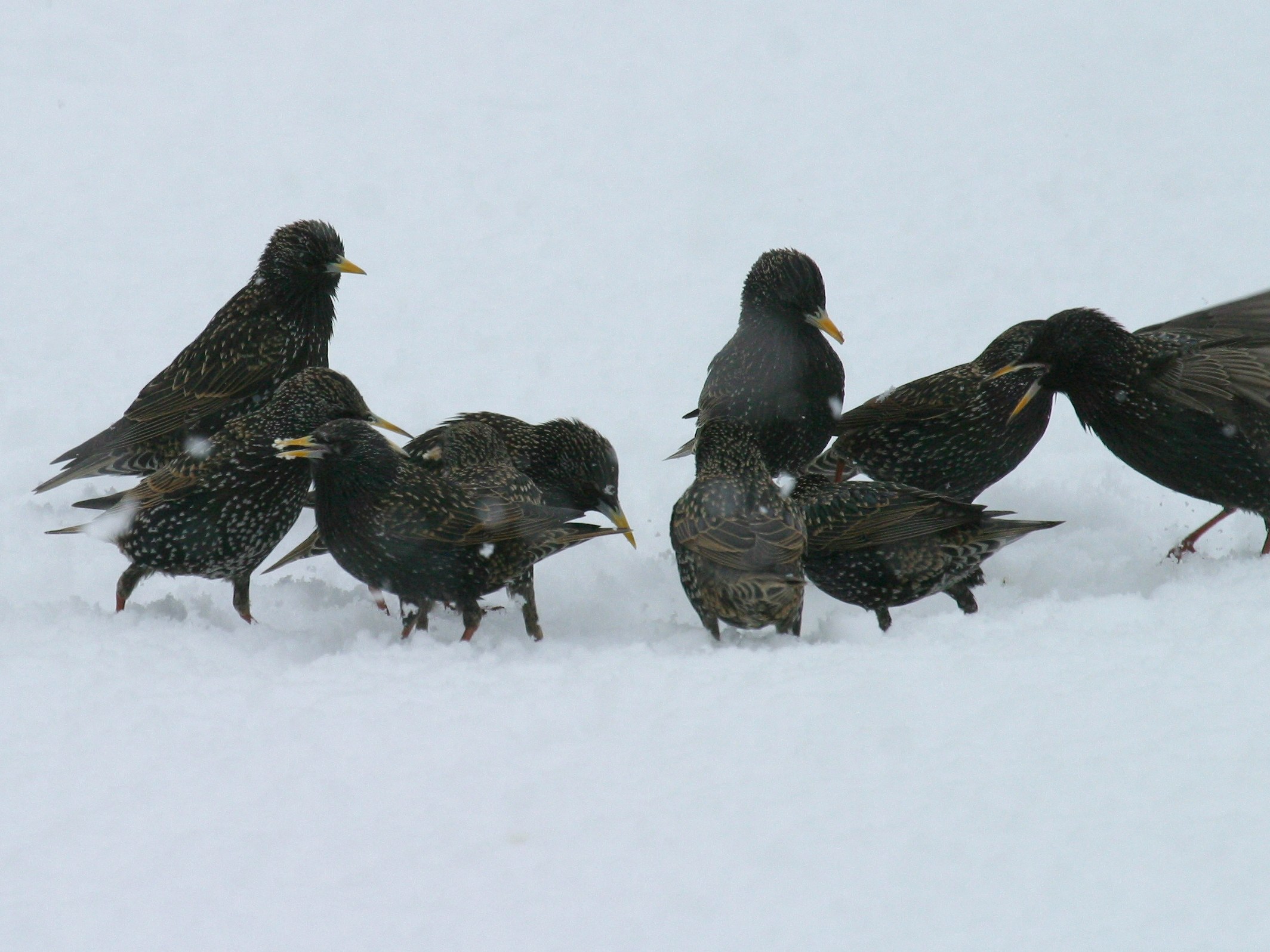 etourneau_sansonnet_-_sturnus_vulgaris4bd