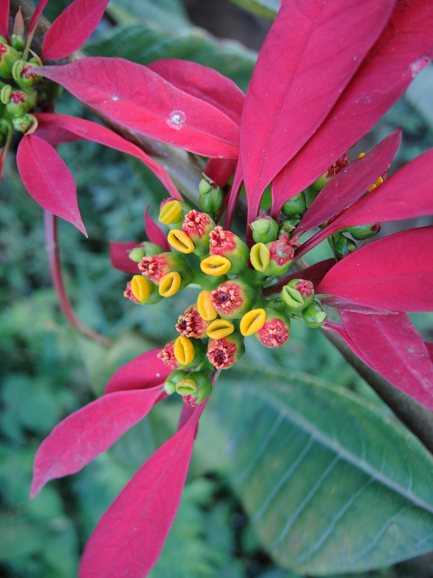euphorbia_pulcherrima4md