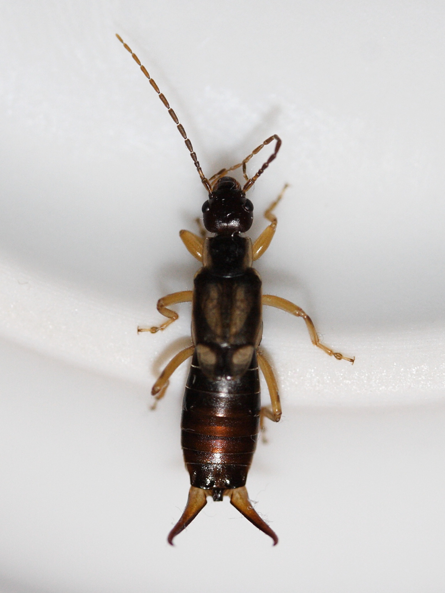 forficula_auricularia6md