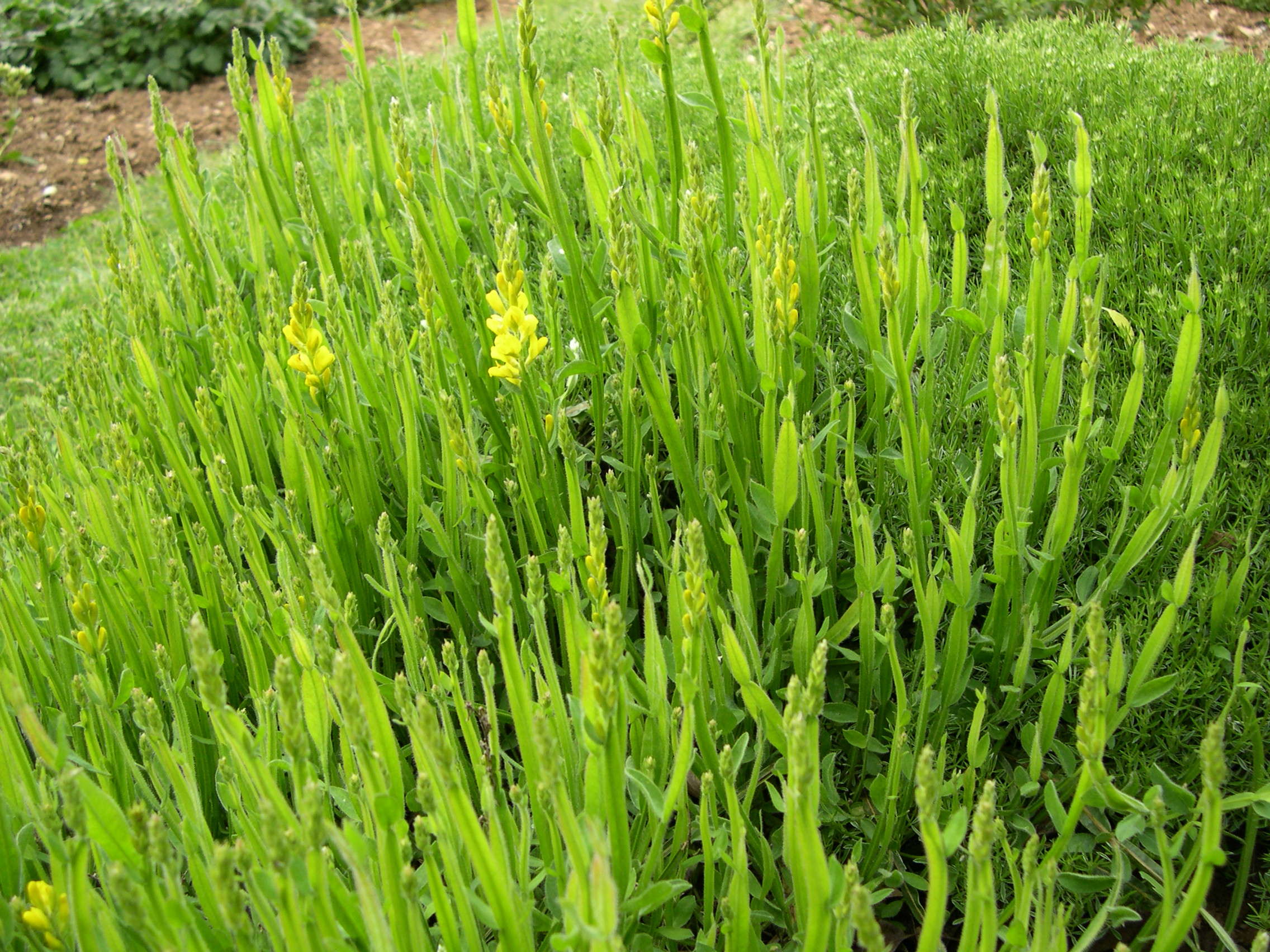 genista_sagittalis4md