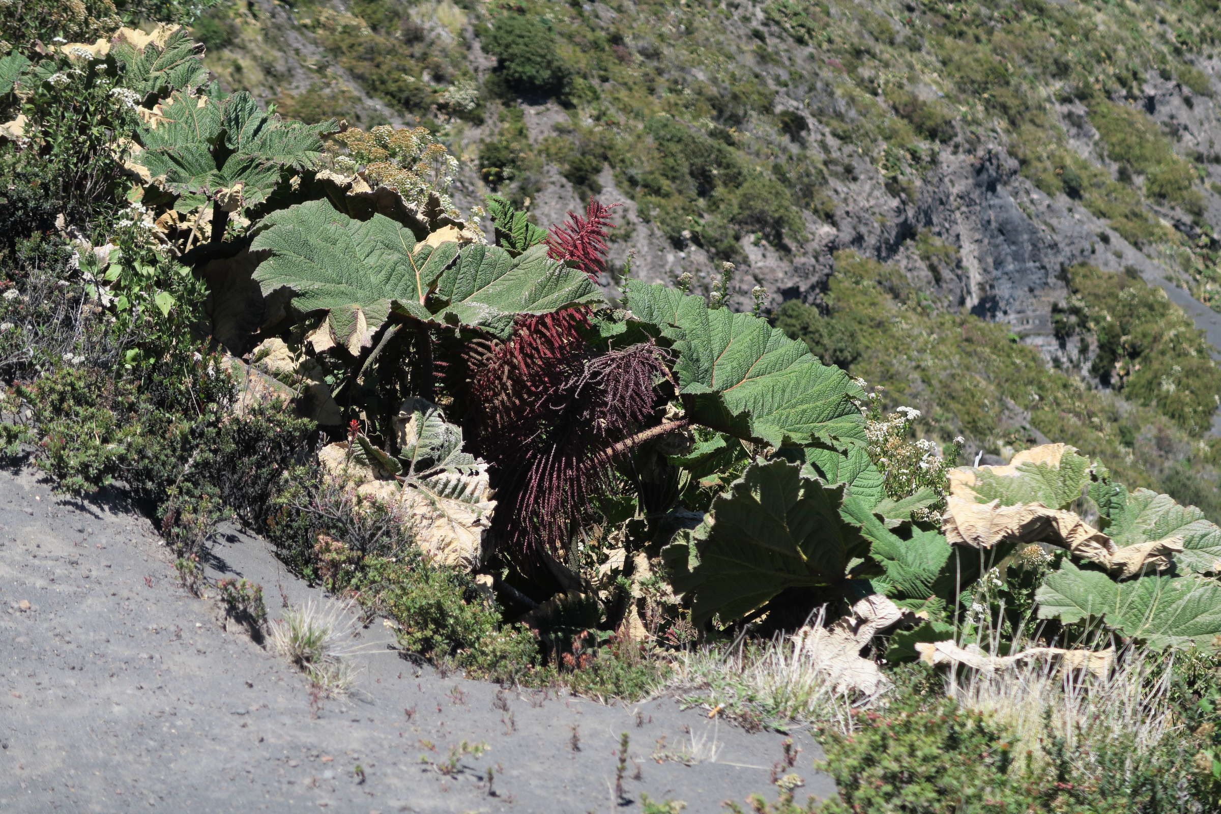 Afficher le média gunnera_insignis5md gunnera_insignis5md