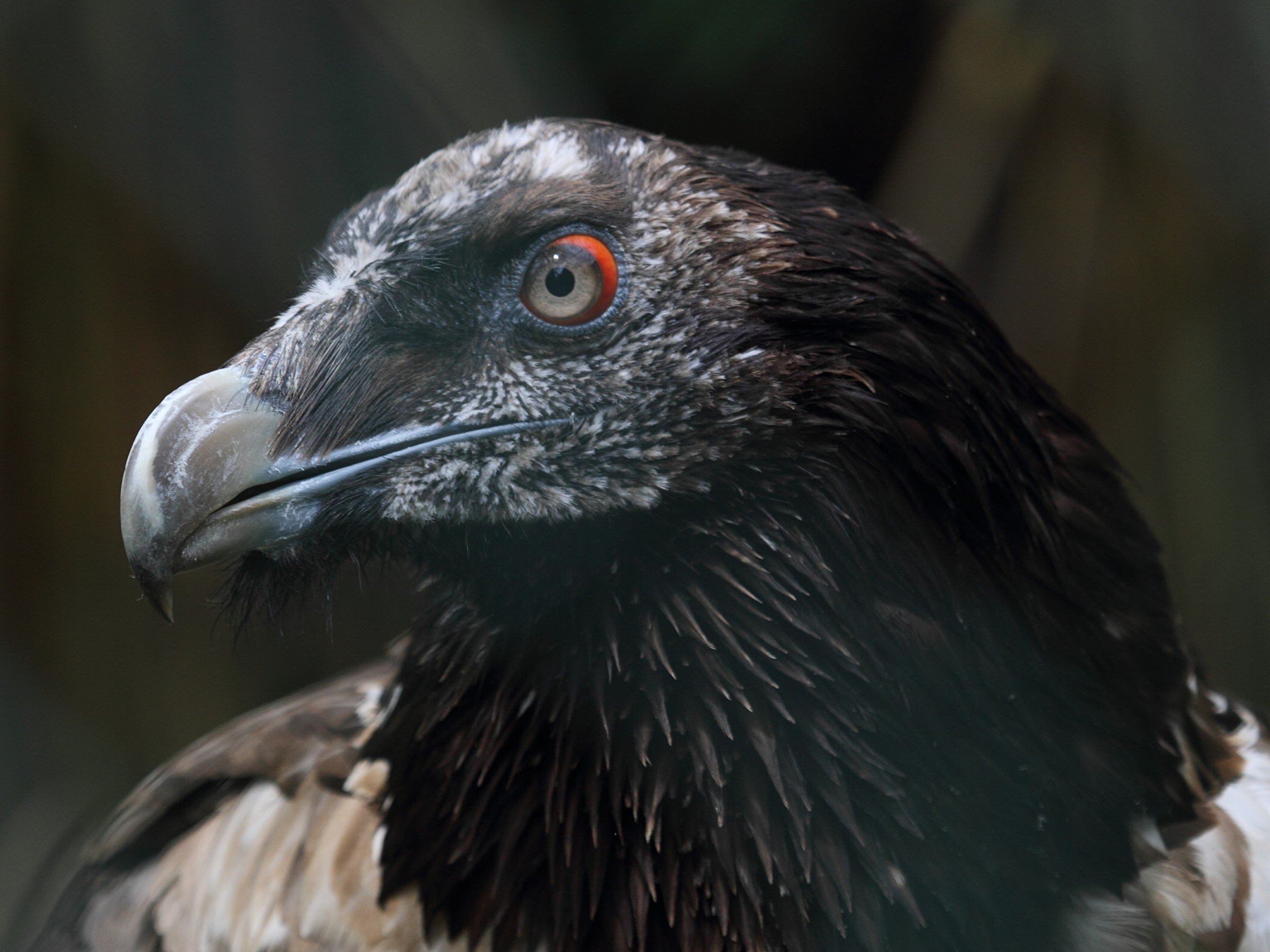 gypaete_barbu_-_gypaetus_barbatus3bd