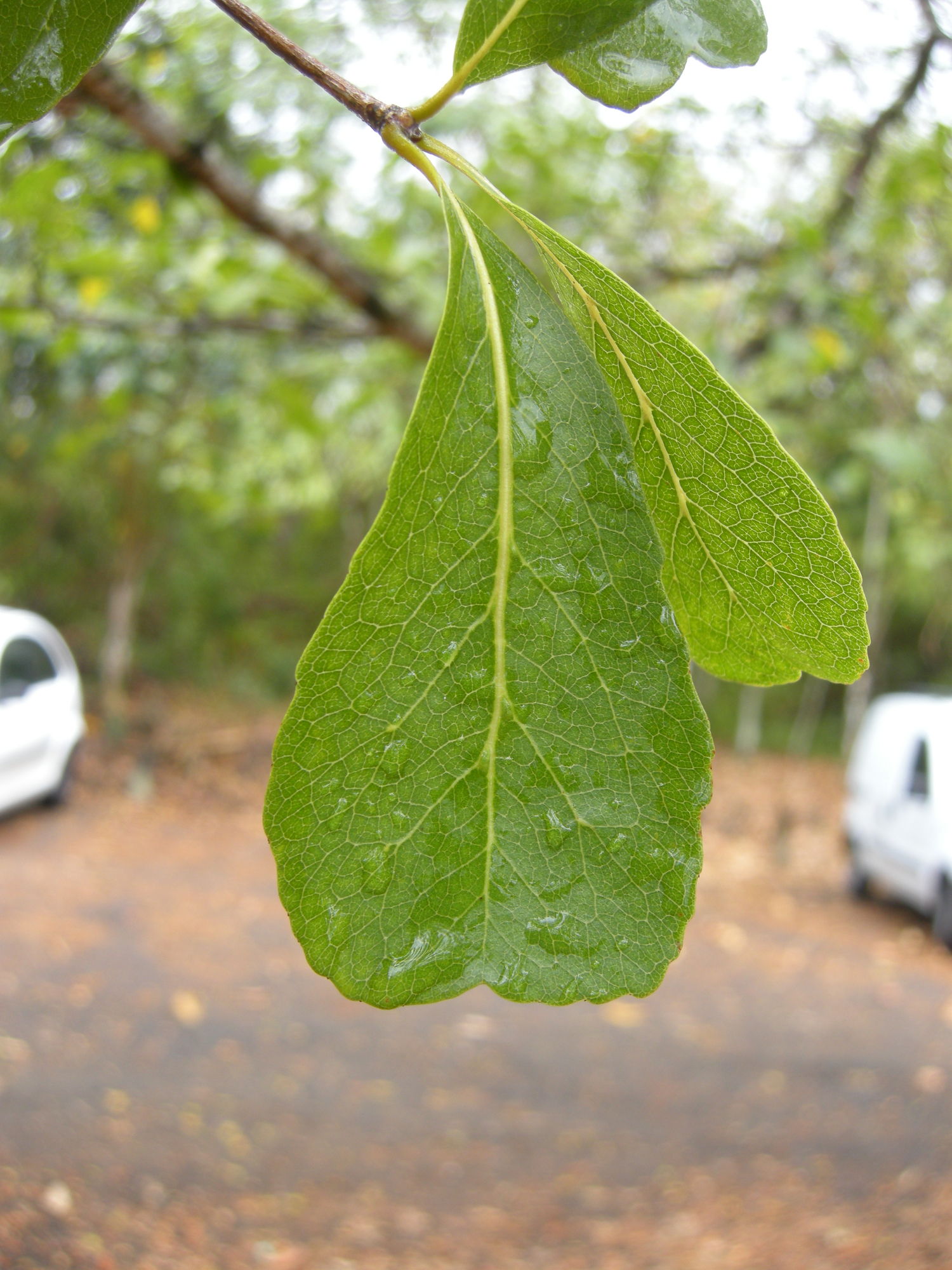 haematoxylon_campechianum1md