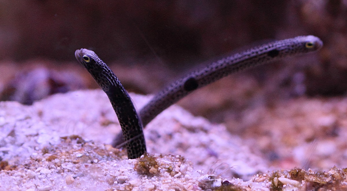 heteroconger_hassi3bd