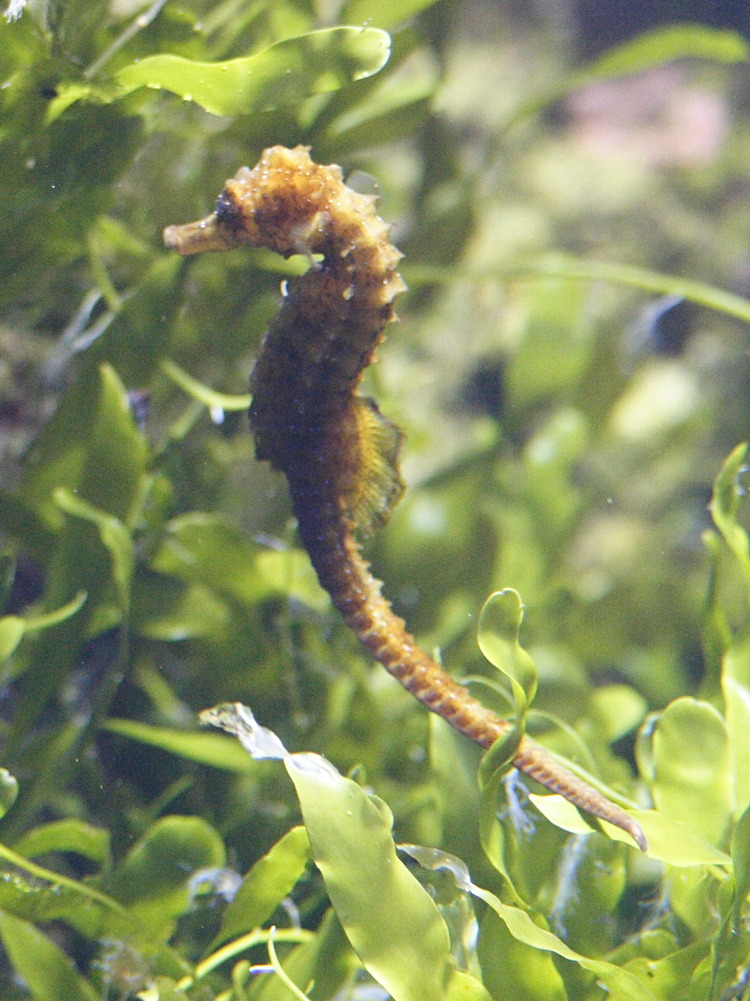 hippocampus_hippocampus1md