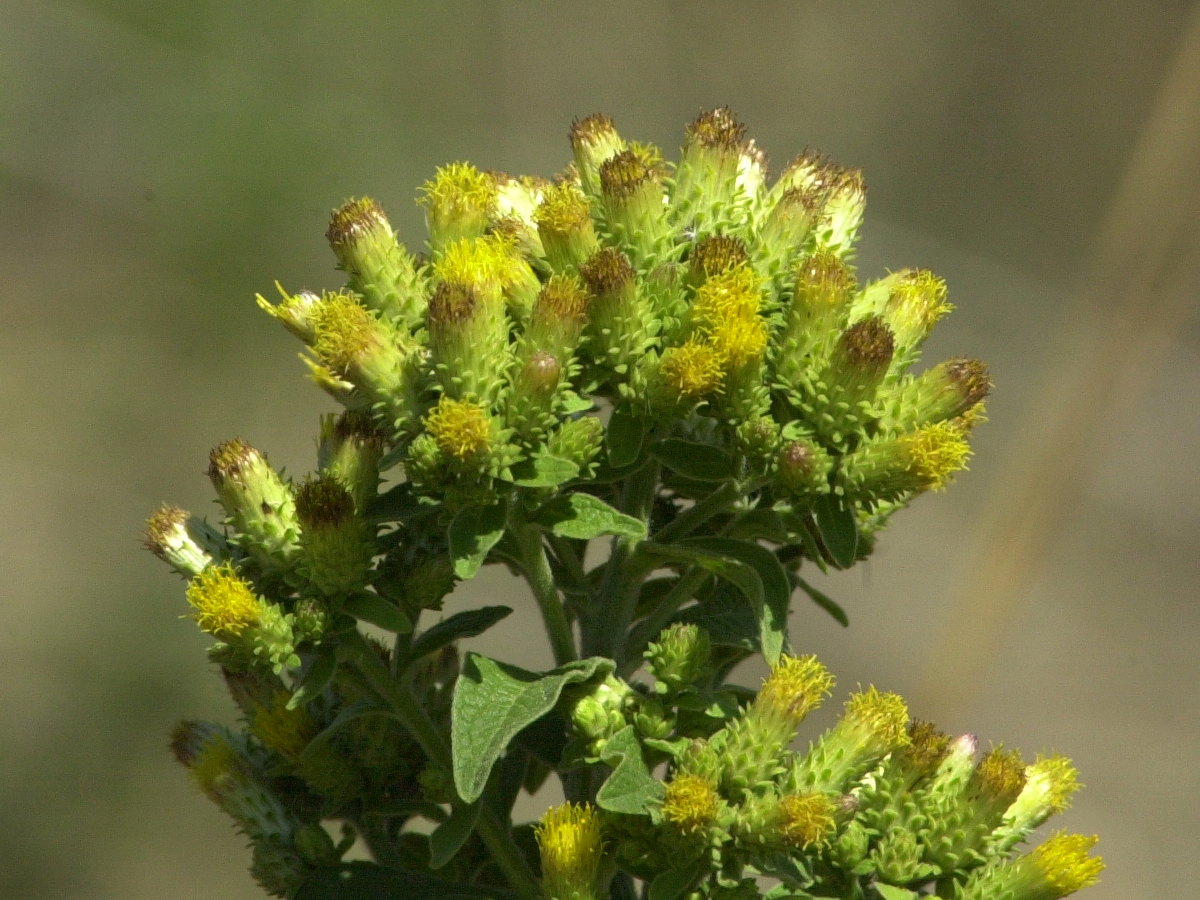 Afficher le média inula_conyza2md inula_conyza2md