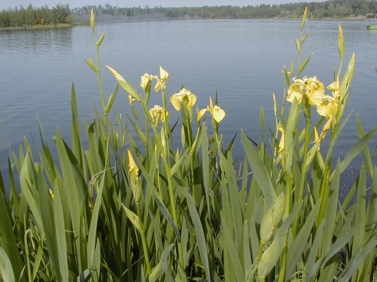 iris_pseudacorus1amd