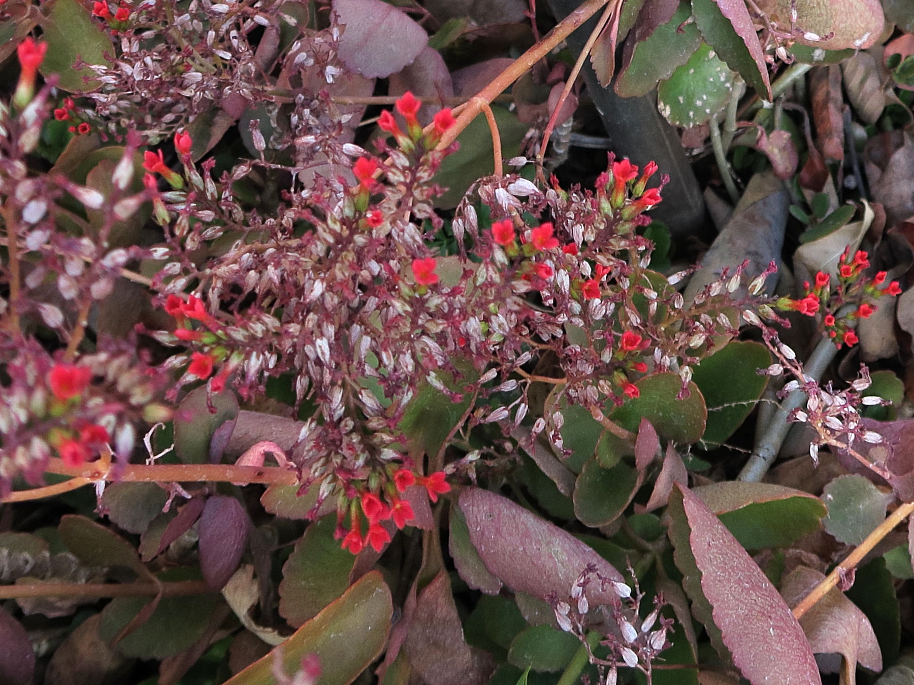 kalanchoe_blossfeldiana3md