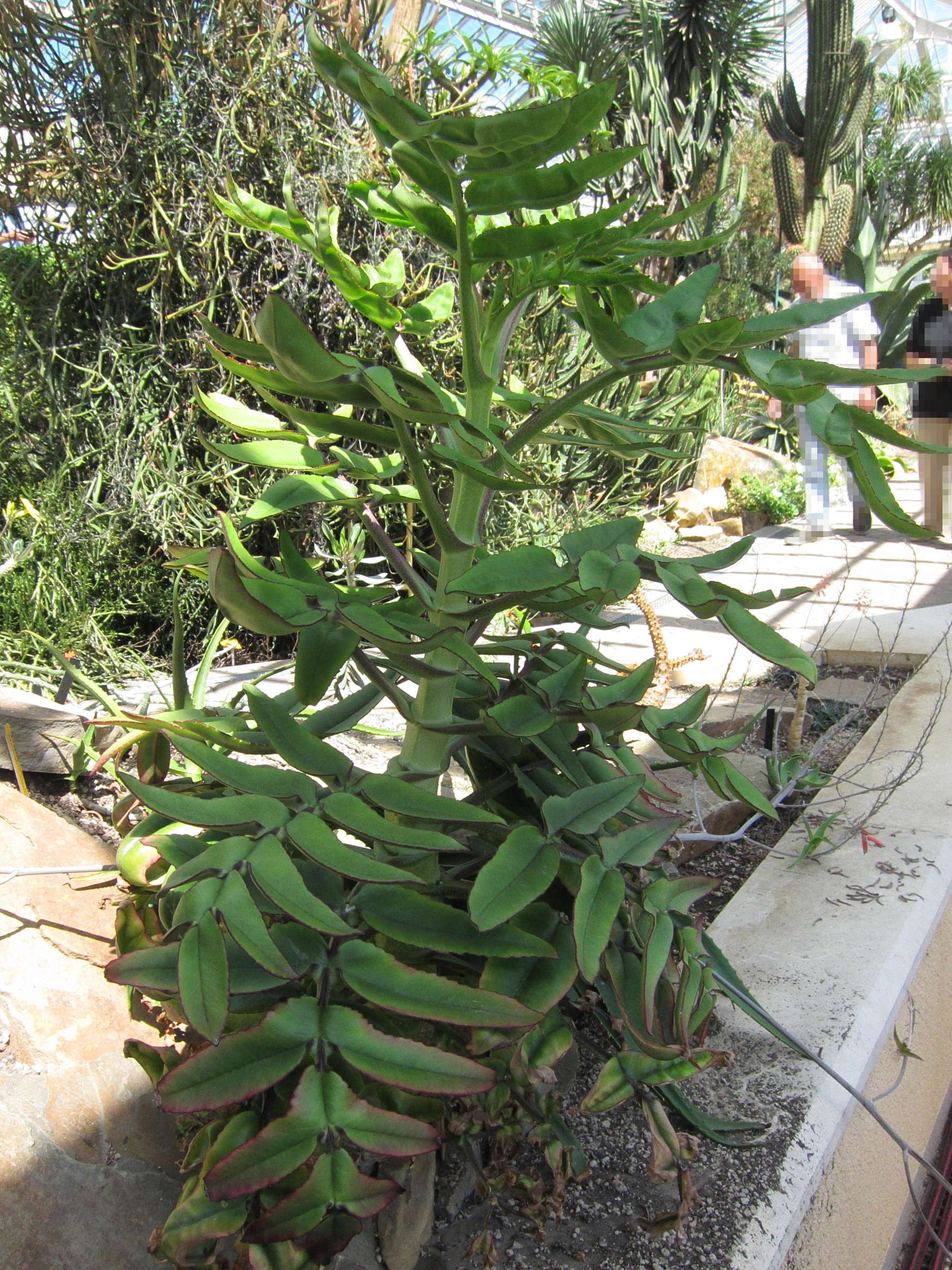 kalanchoe_prolifera1bd