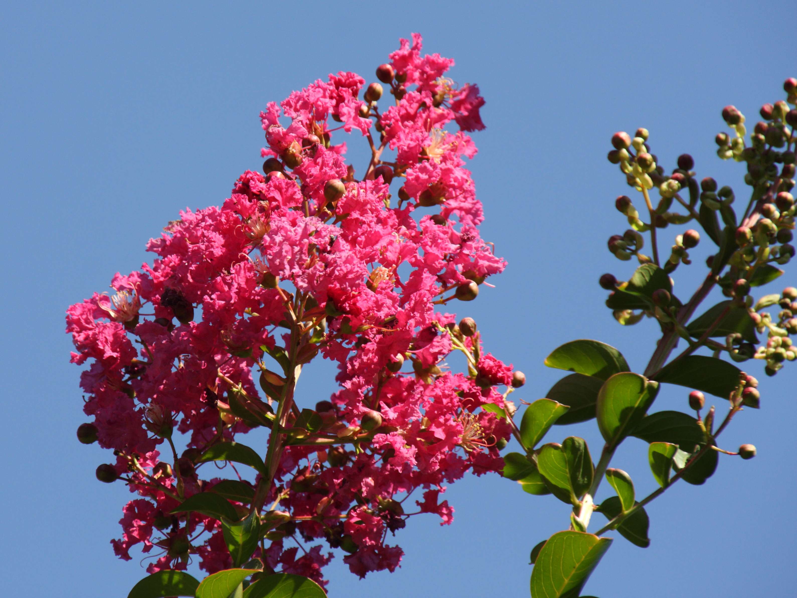 Afficher le média lagerstroemia_indica1bd lagerstroemia_indica1bd