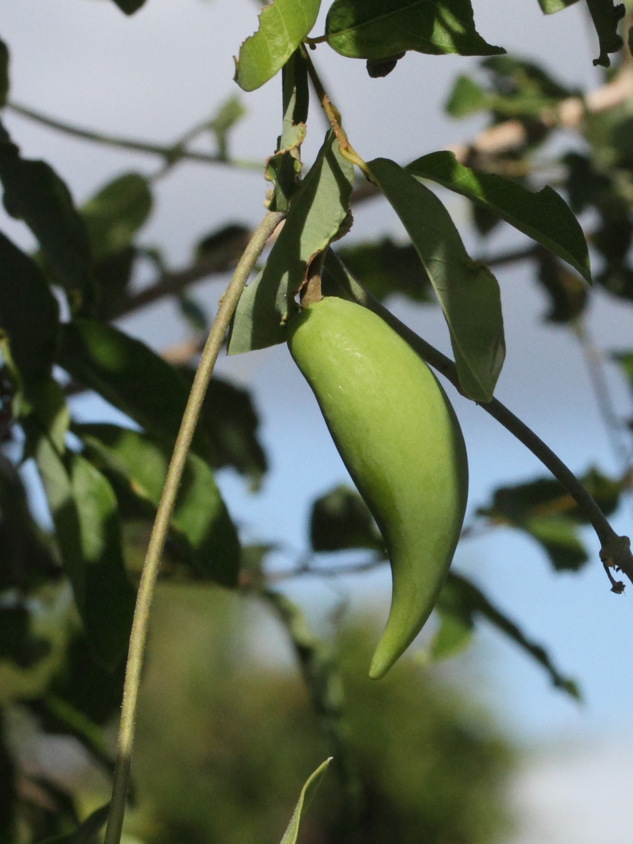 Afficher le média leptadenia_madagascariensis6md leptadenia_madagascariensis6md