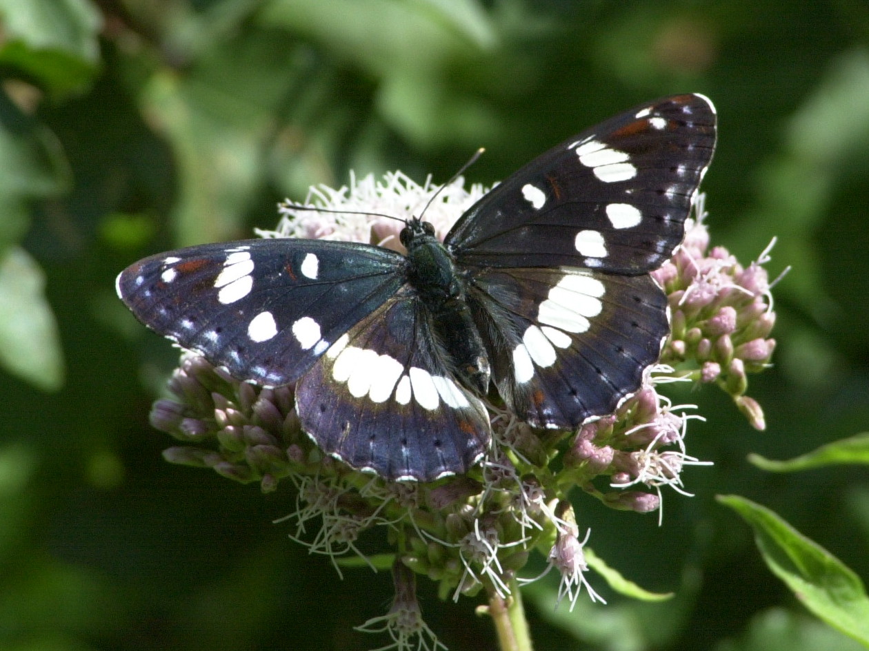 limenitis_reducta2md