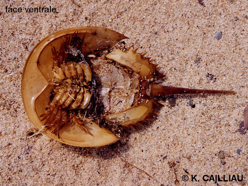 limulus_polyphemus3kc