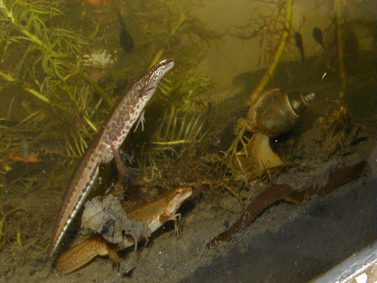 lissotriton_helveticus1md