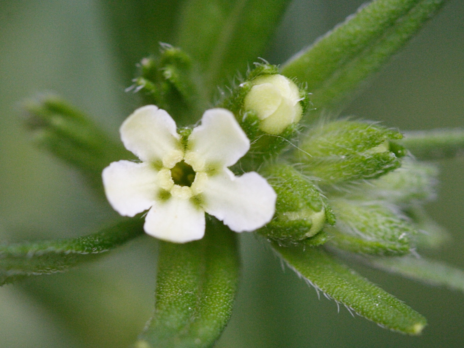 Afficher le média lithospermum_officinale4md lithospermum_officinale4md